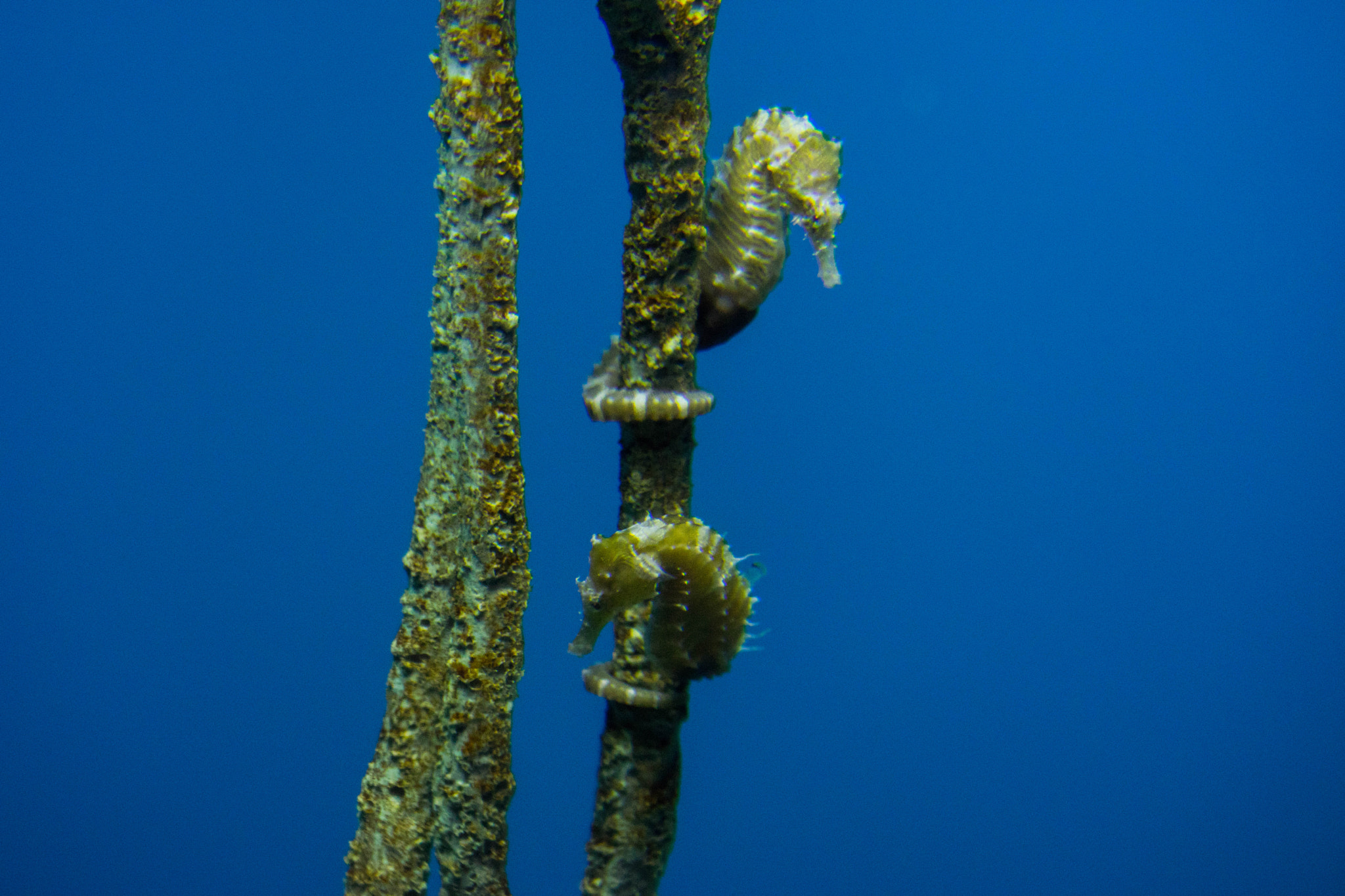 Sony a7 II + Sony FE 70-300mm F4.5-5.6 G OSS sample photo. Two seahorses hanging out! photography