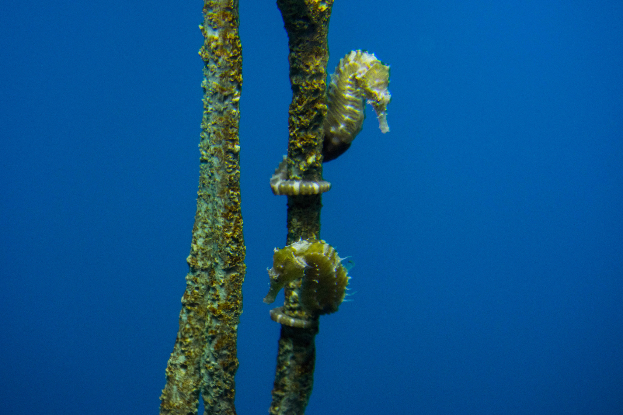Sony FE 70-300mm F4.5-5.6 G OSS sample photo. Two seahorses hanging out! photography