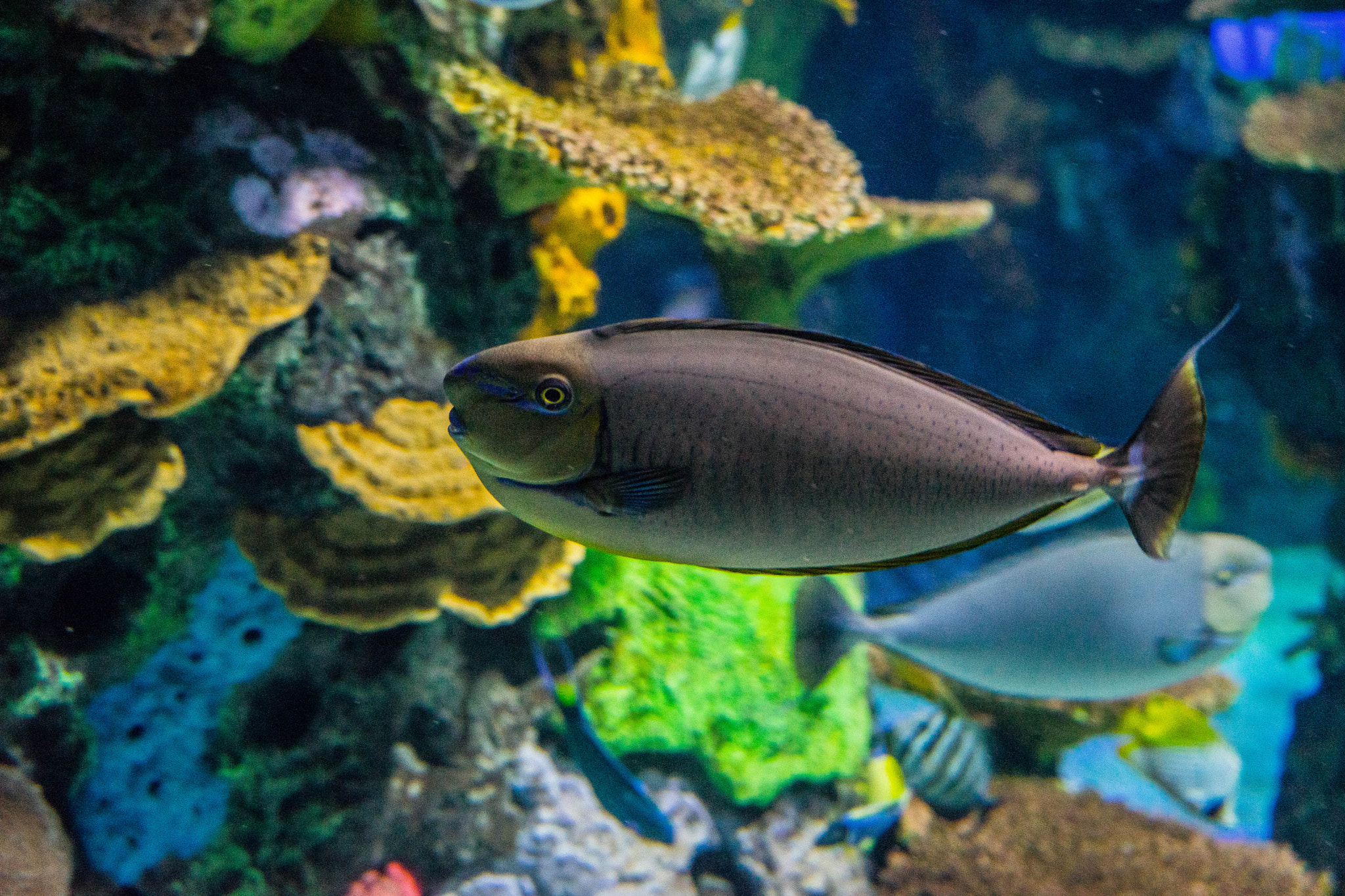 Sony a7 II + Sony FE 70-300mm F4.5-5.6 G OSS sample photo. Tanglicious - a beautiful tang swimming away! photography