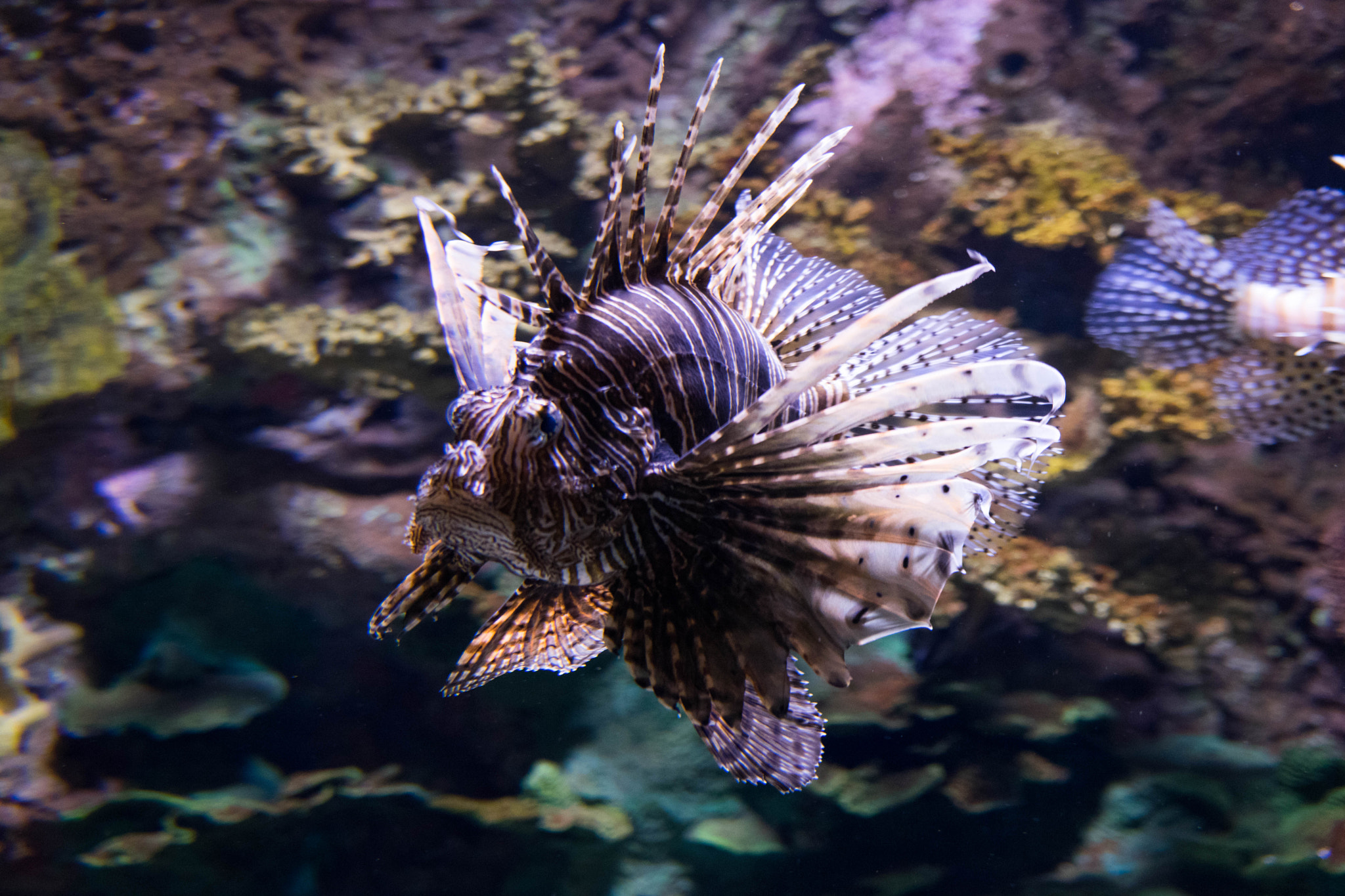 Sony a7 II + Sony FE 70-300mm F4.5-5.6 G OSS sample photo. Fish in aquarium photography