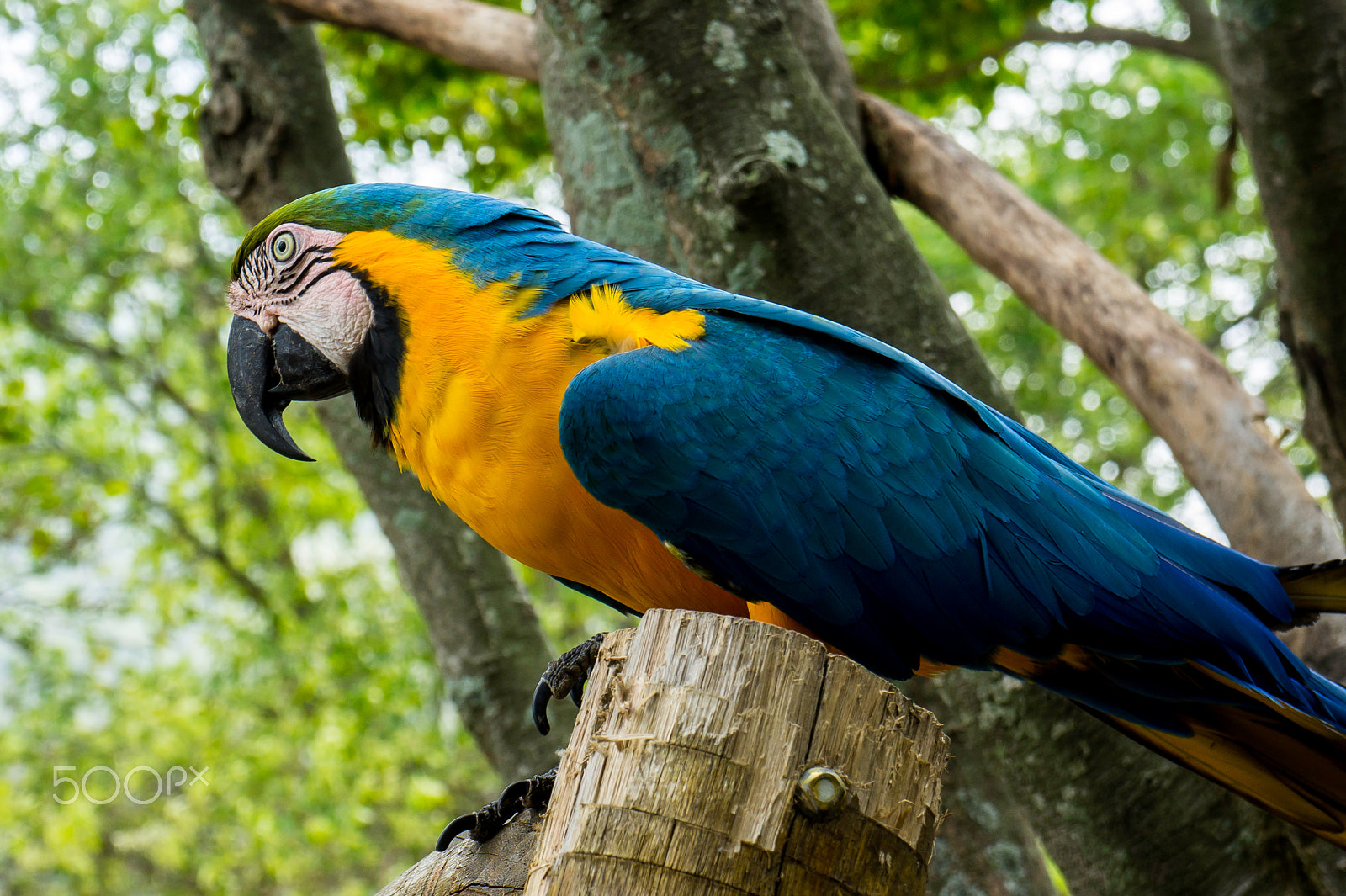 Sony Alpha NEX-3 + Sony E 18-55mm F3.5-5.6 OSS sample photo. Macaws photography