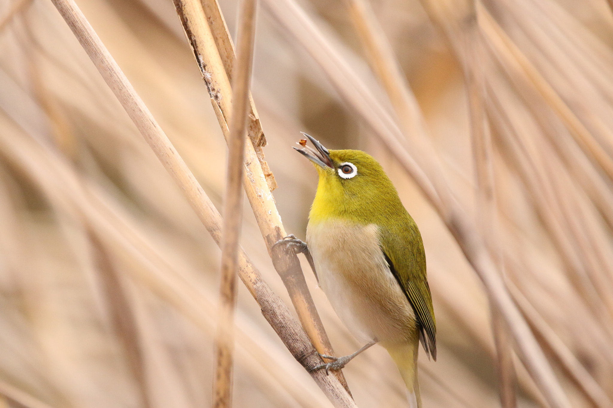 Sigma 150-600mm F5-6.3 DG OS HSM | C sample photo