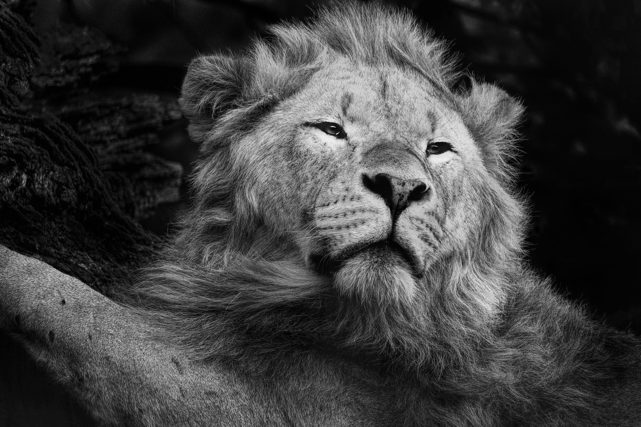 Canon EF-S 55-250mm F4-5.6 IS STM sample photo. Lion of longleat photography