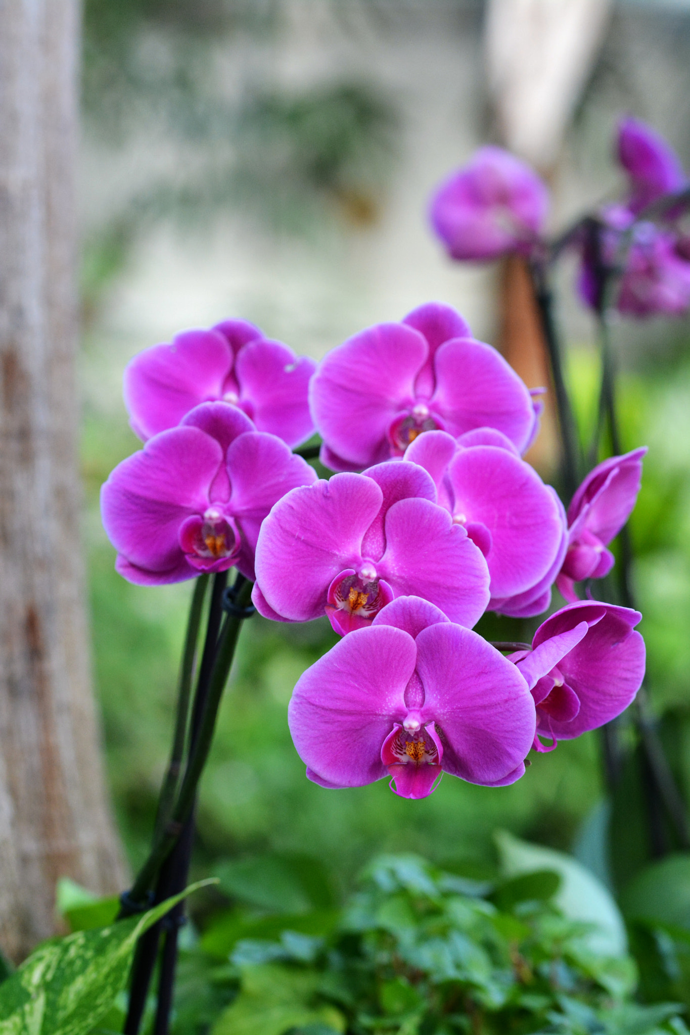 Sigma 105mm F2.8 EX DG OS HSM sample photo
