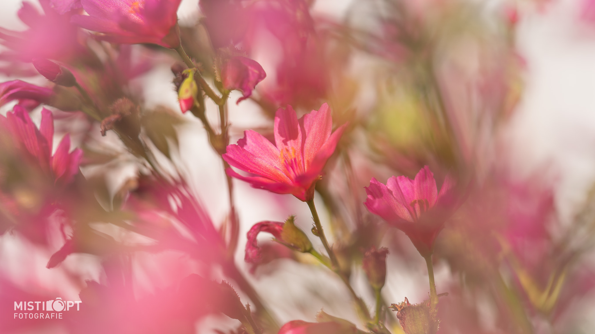 Sony a7 + Sony FE 90mm F2.8 Macro G OSS sample photo. Flower in the own garden photography