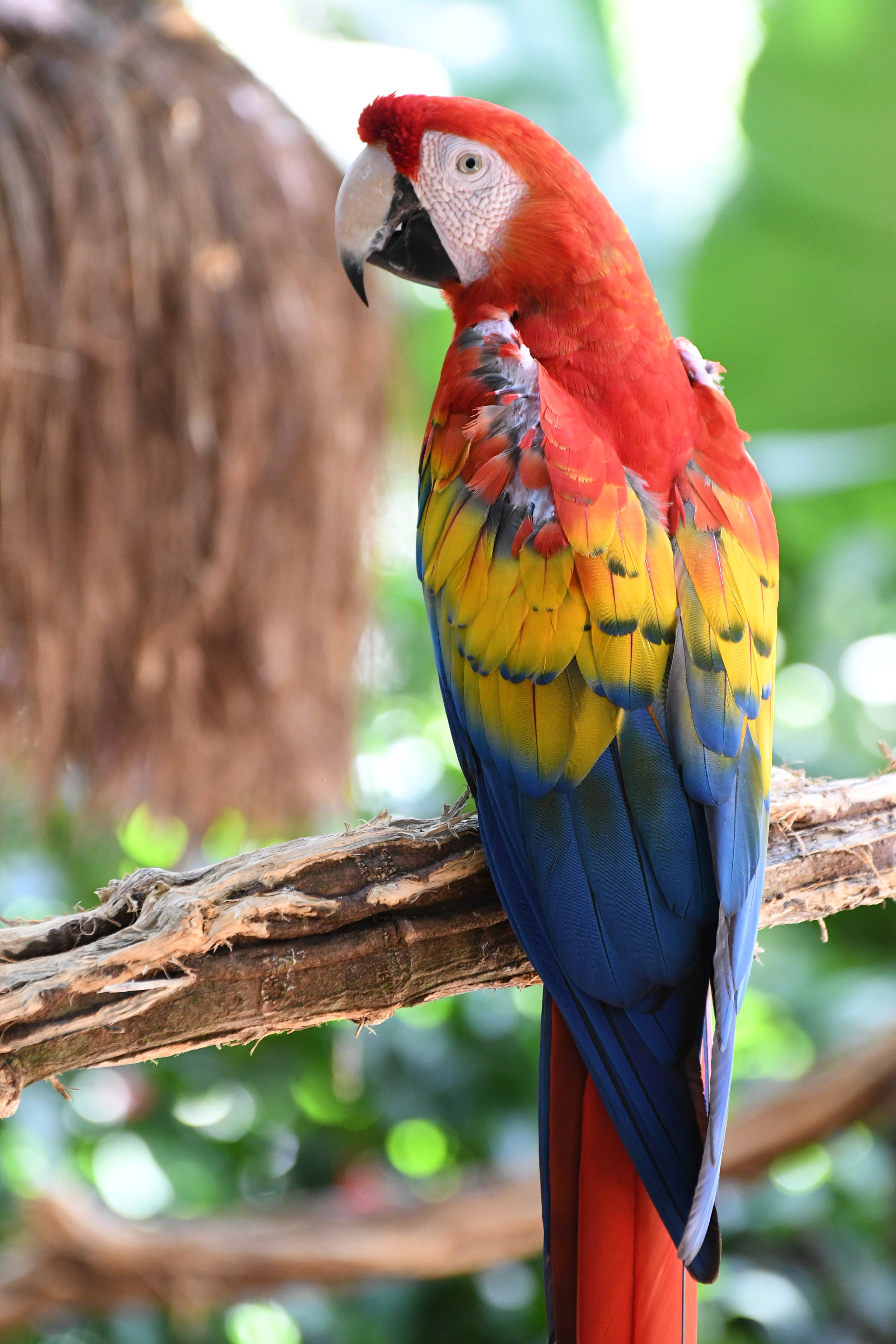 Nikon D500 sample photo. Parque das aves - foz do iguaçu - br photography