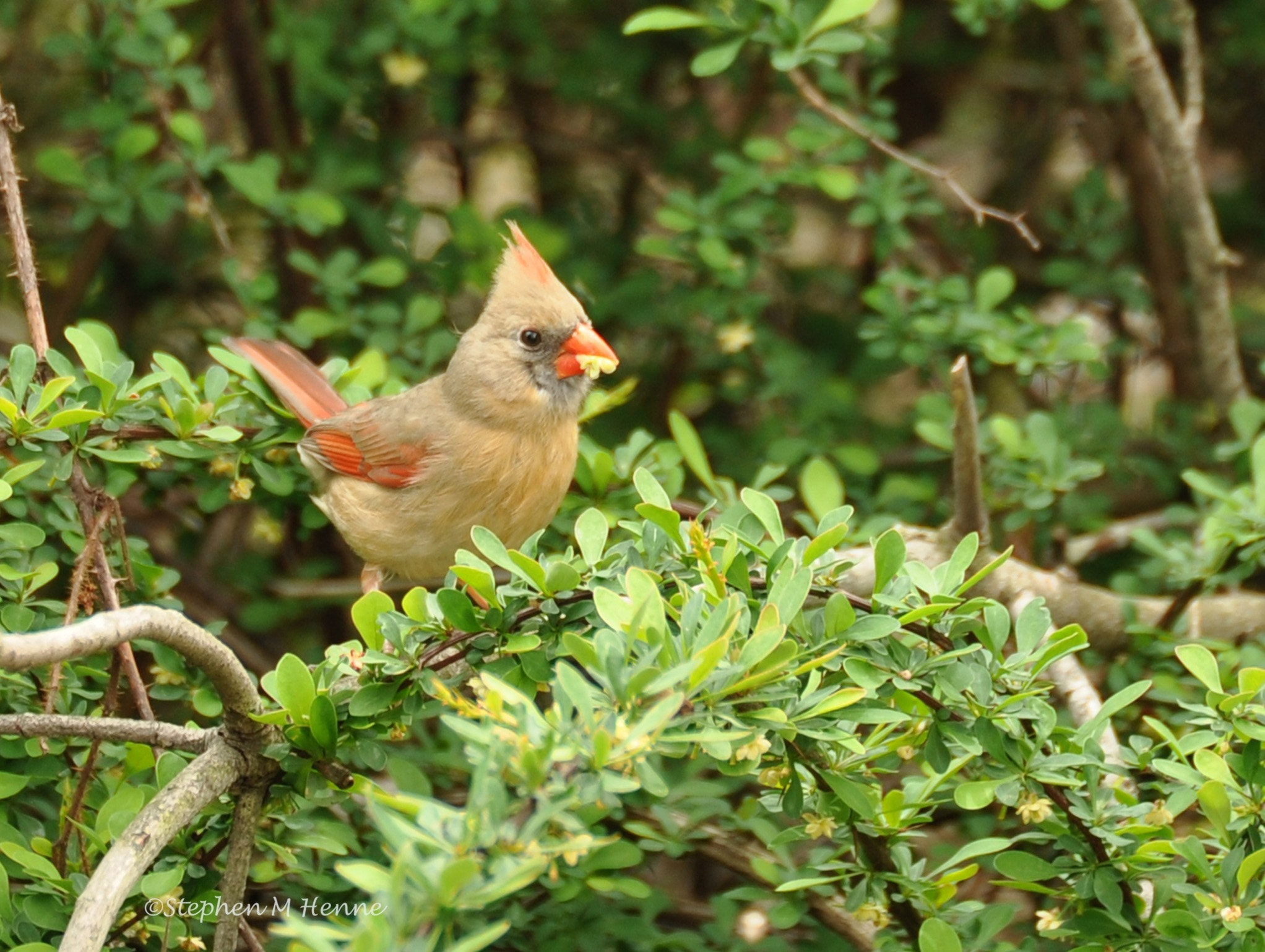 Nikon AF-S Nikkor 70-200mm F2.8G ED VR II sample photo. Female cardinal grabbing a snack photography