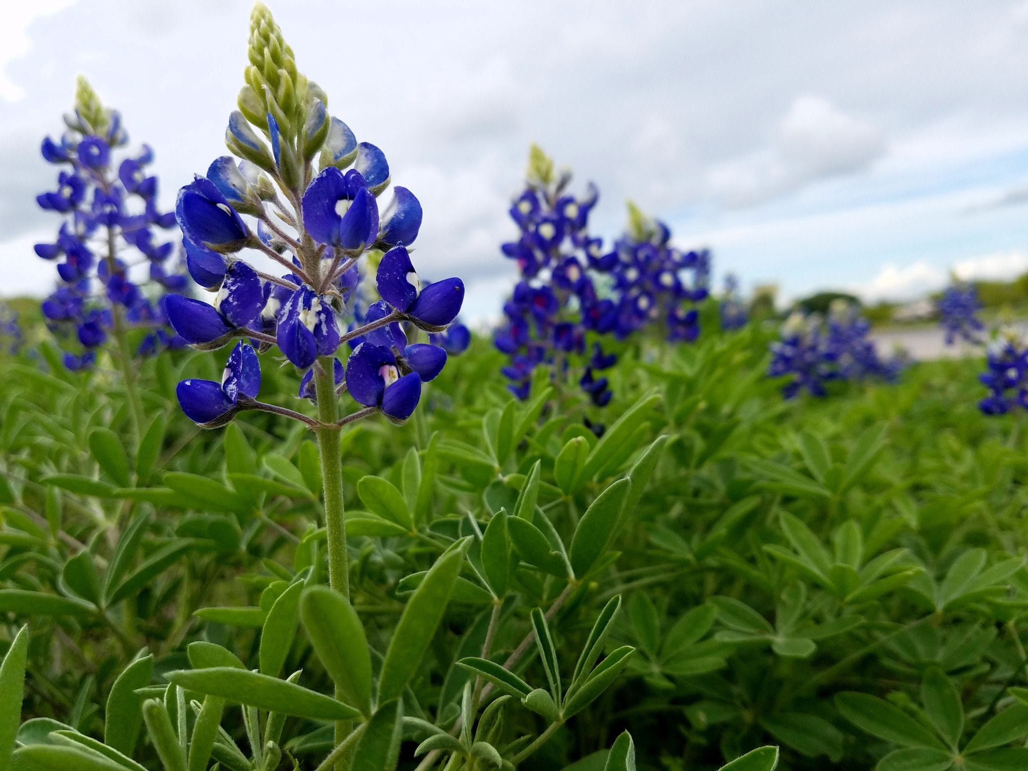 Samsung Galaxy S7 Rear Camera sample photo. Bluebonnet photography