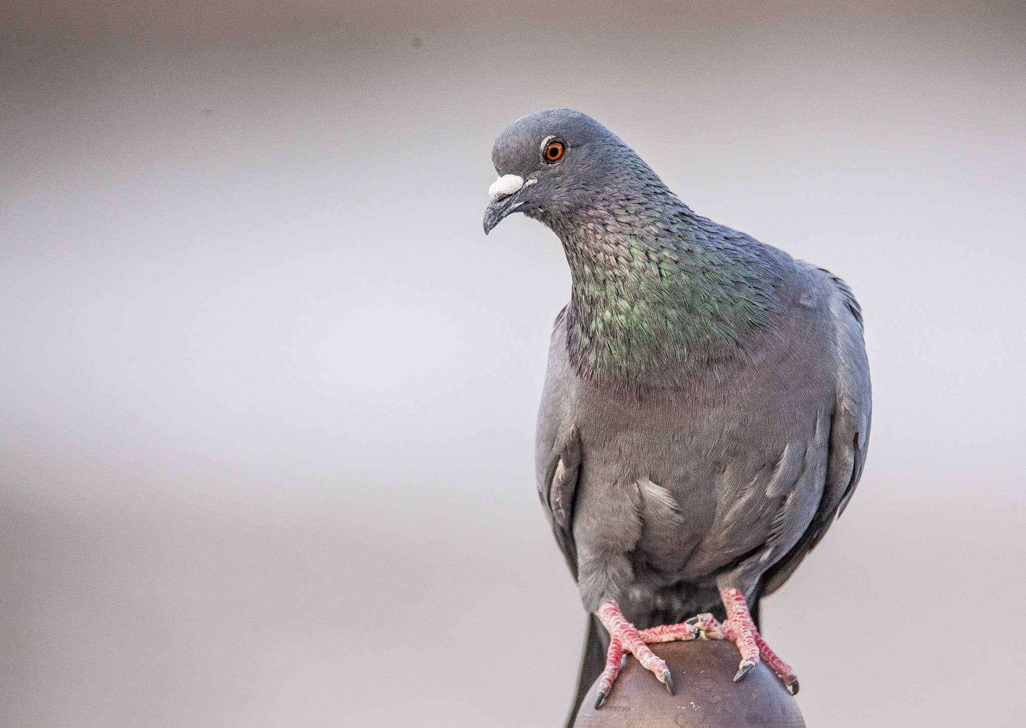 Canon EOS 5D Mark II sample photo. A blessed pigeon! photography