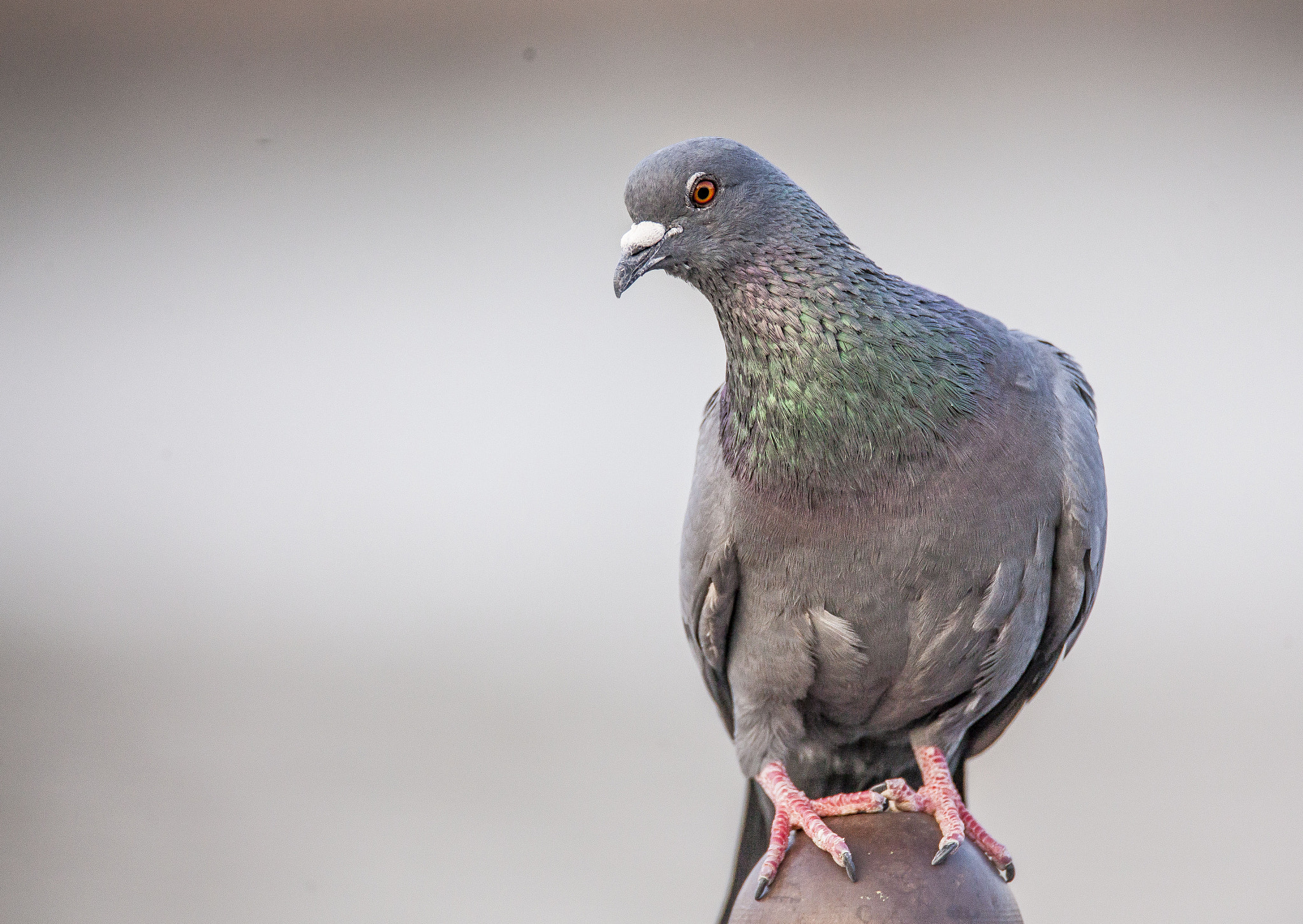 Tamron SP 150-600mm F5-6.3 Di VC USD sample photo. A blessed pigeon! photography
