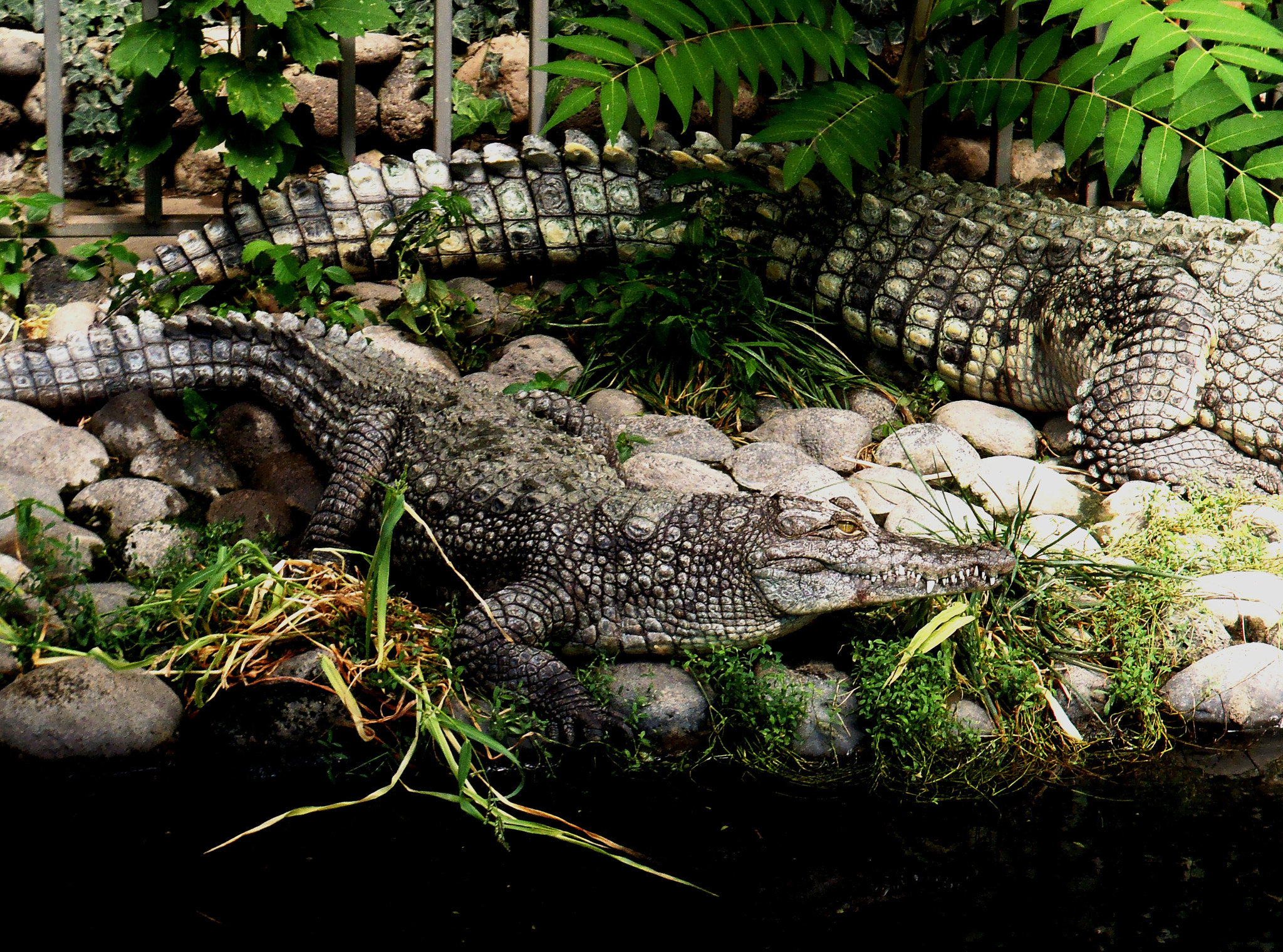 Olympus TG-320 sample photo. Crocodile photography
