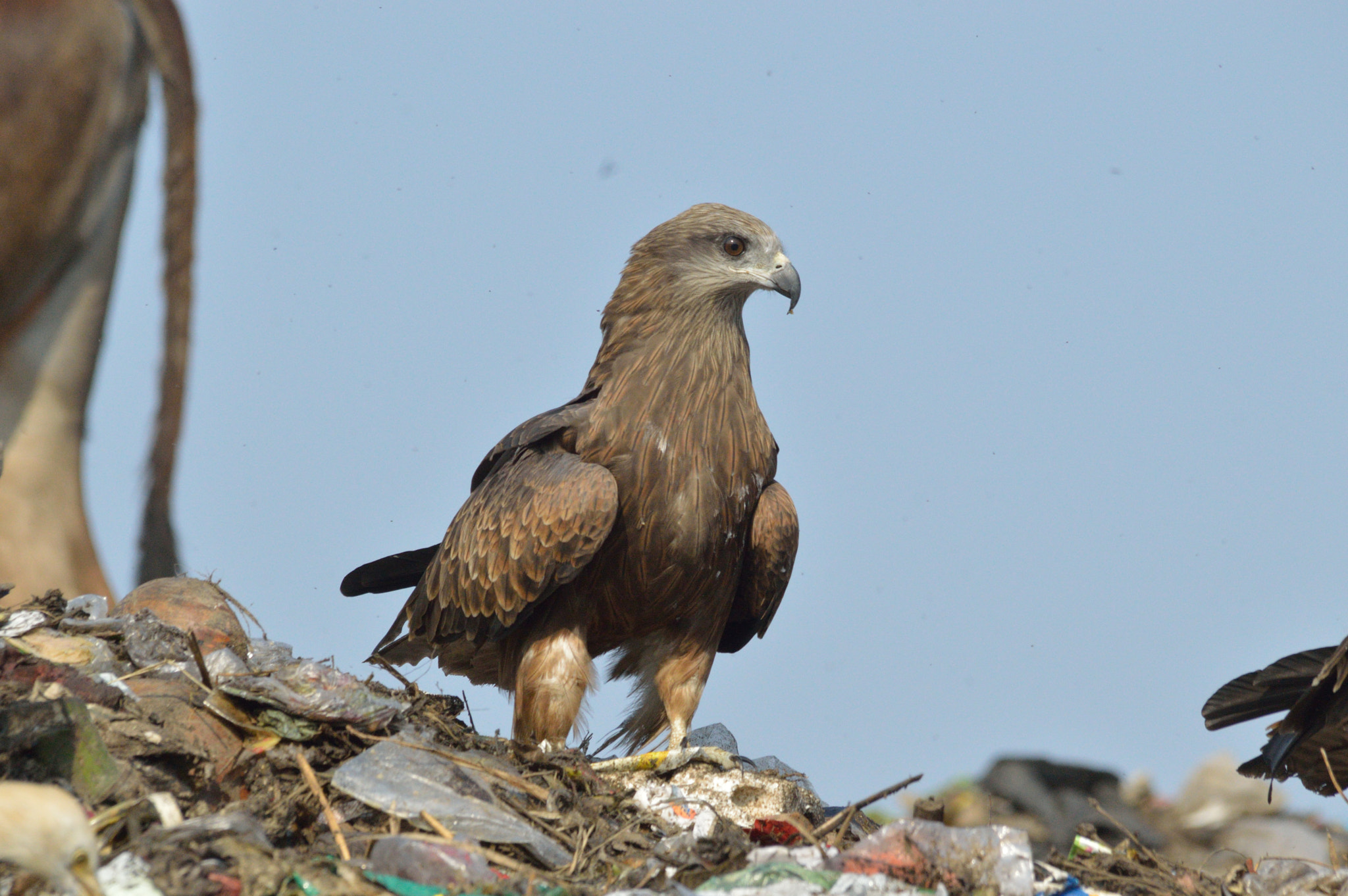 Nikon D3200 + Sigma 150-500mm F5-6.3 DG OS HSM sample photo. Black kite photography