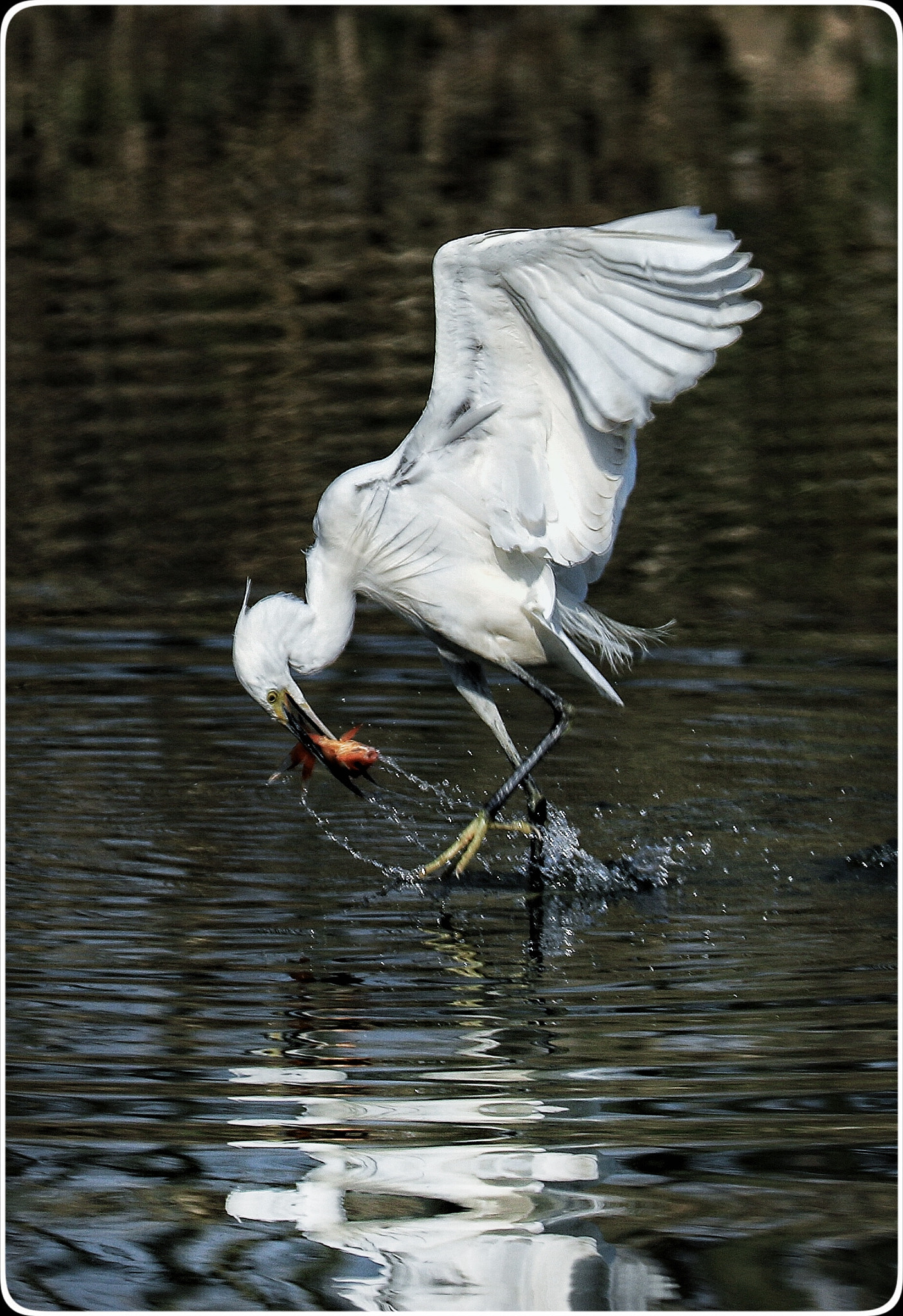 Canon EF 70-300mm F4-5.6L IS USM sample photo