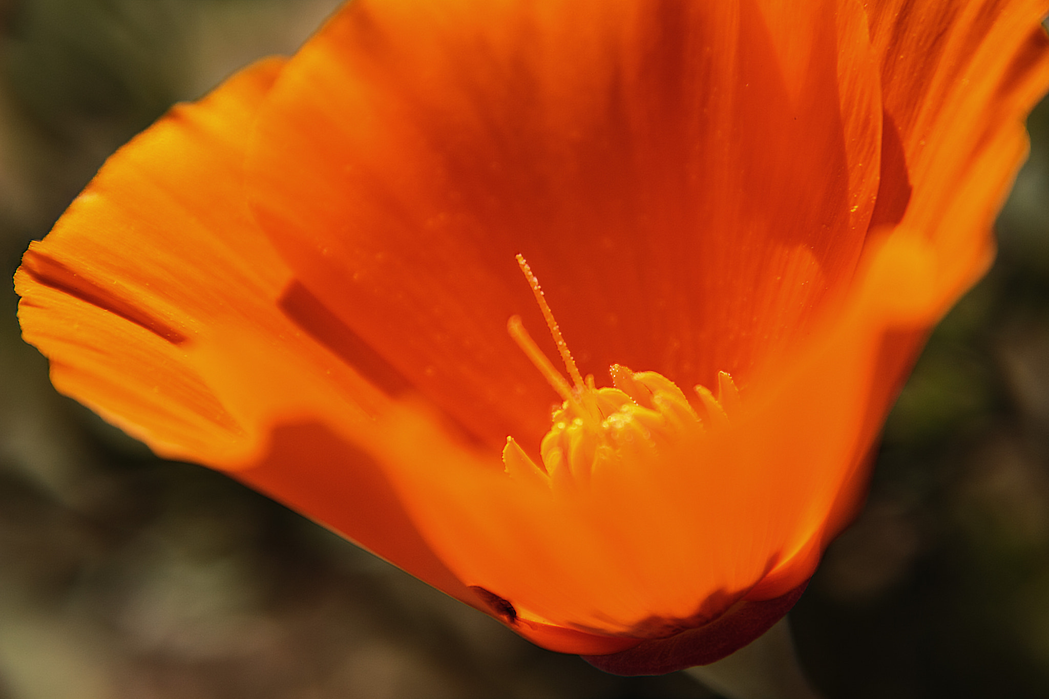 Canon EOS 700D (EOS Rebel T5i / EOS Kiss X7i) + Sigma 18-250mm F3.5-6.3 DC OS HSM sample photo. Inner poppy photography