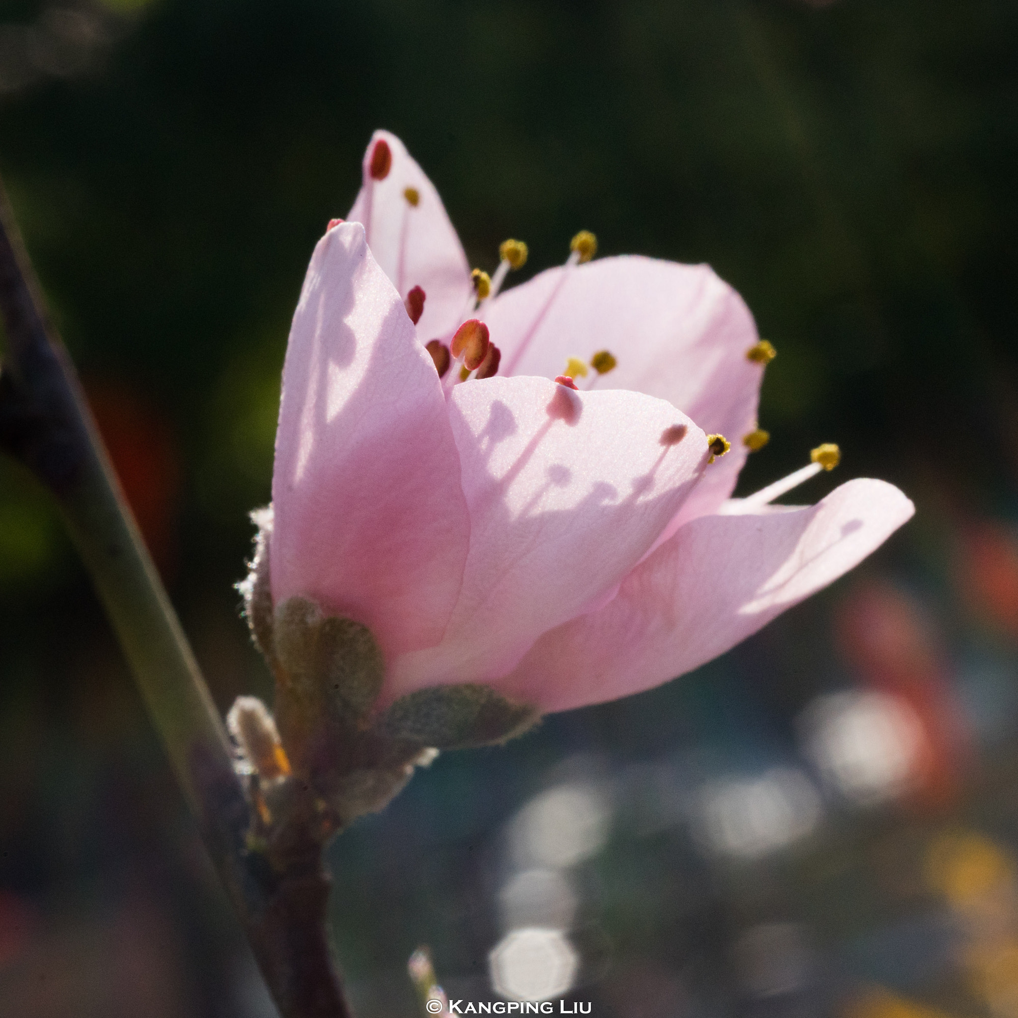 Sony a7 sample photo. Peach blossom #1 photography