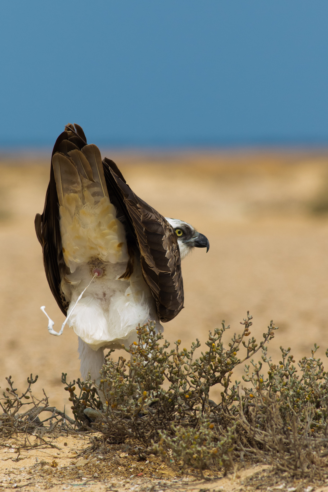 Canon EF 400mm F5.6L USM sample photo. Osprey photography