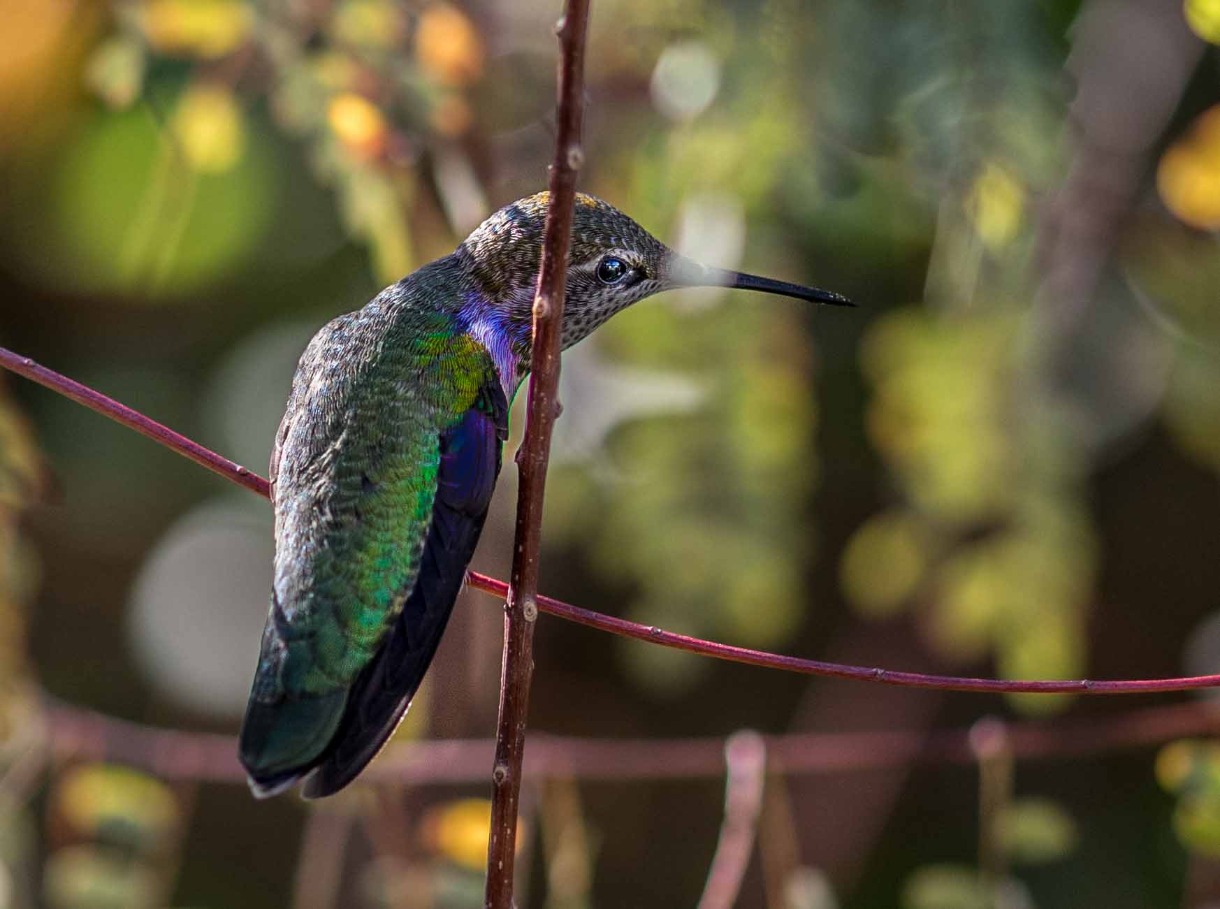 Sigma 105mm F2.8 EX DG OS HSM sample photo. Reaching... photography
