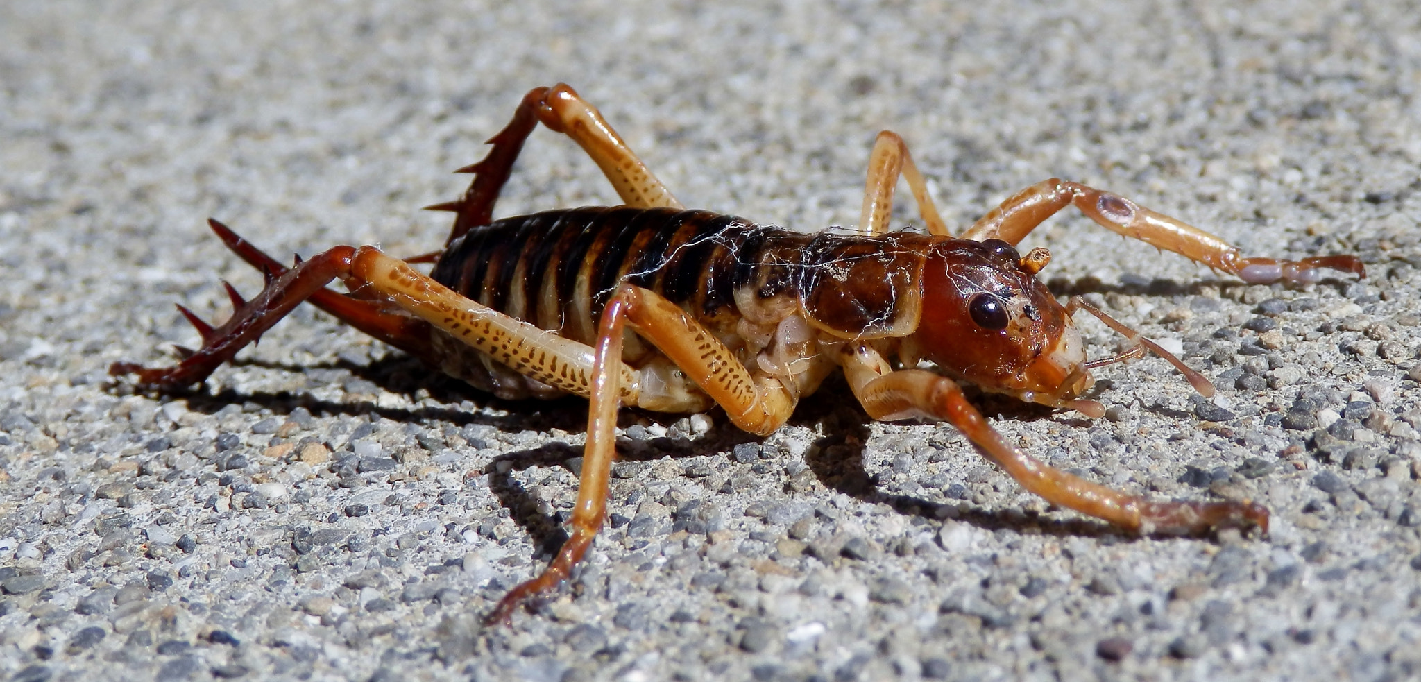 Olympus SZ-30MR sample photo. Nz weta photography