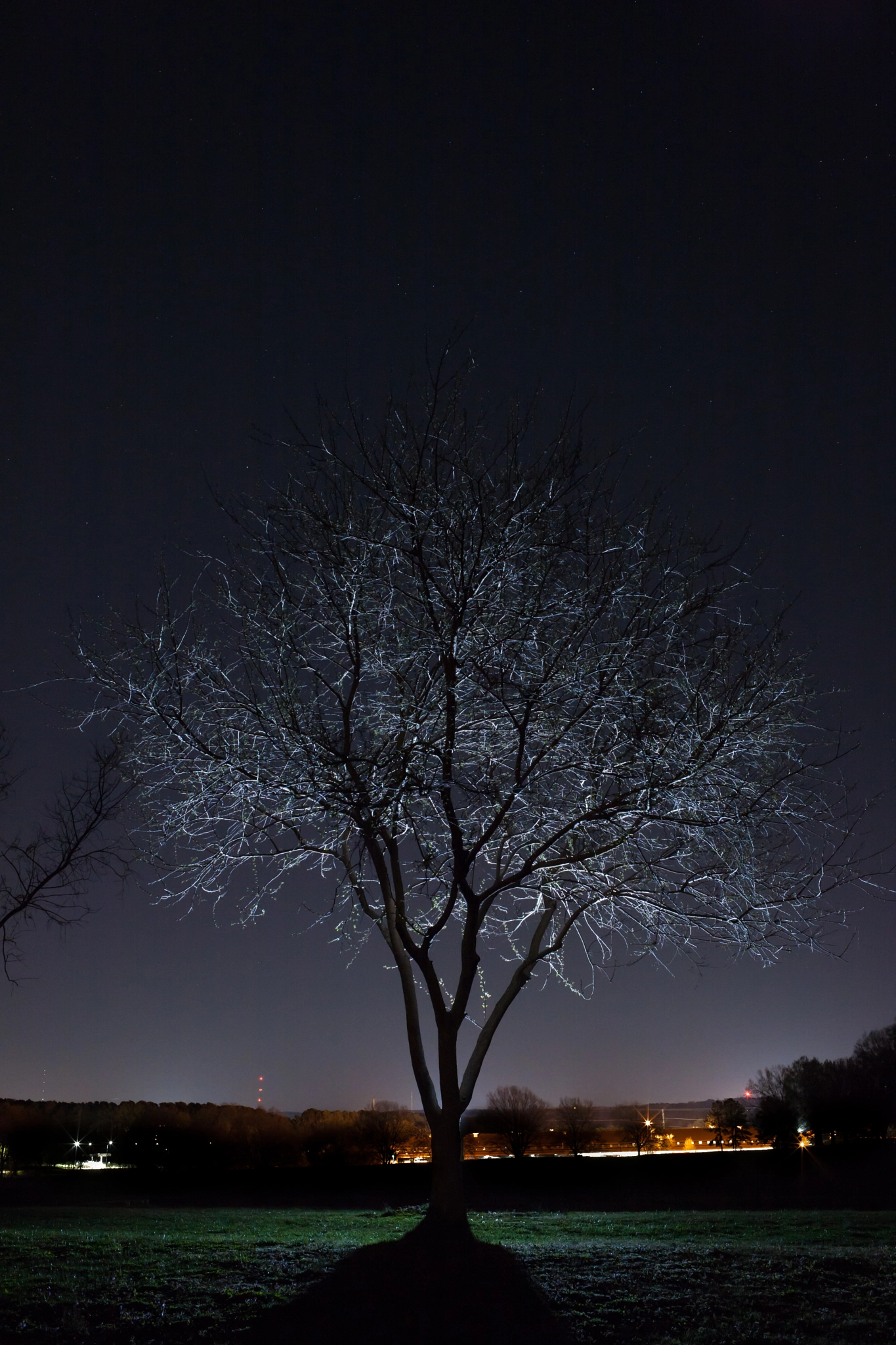 Canon EOS-1Ds Mark III + Canon EF 35mm F2 IS USM sample photo. Night tree photography