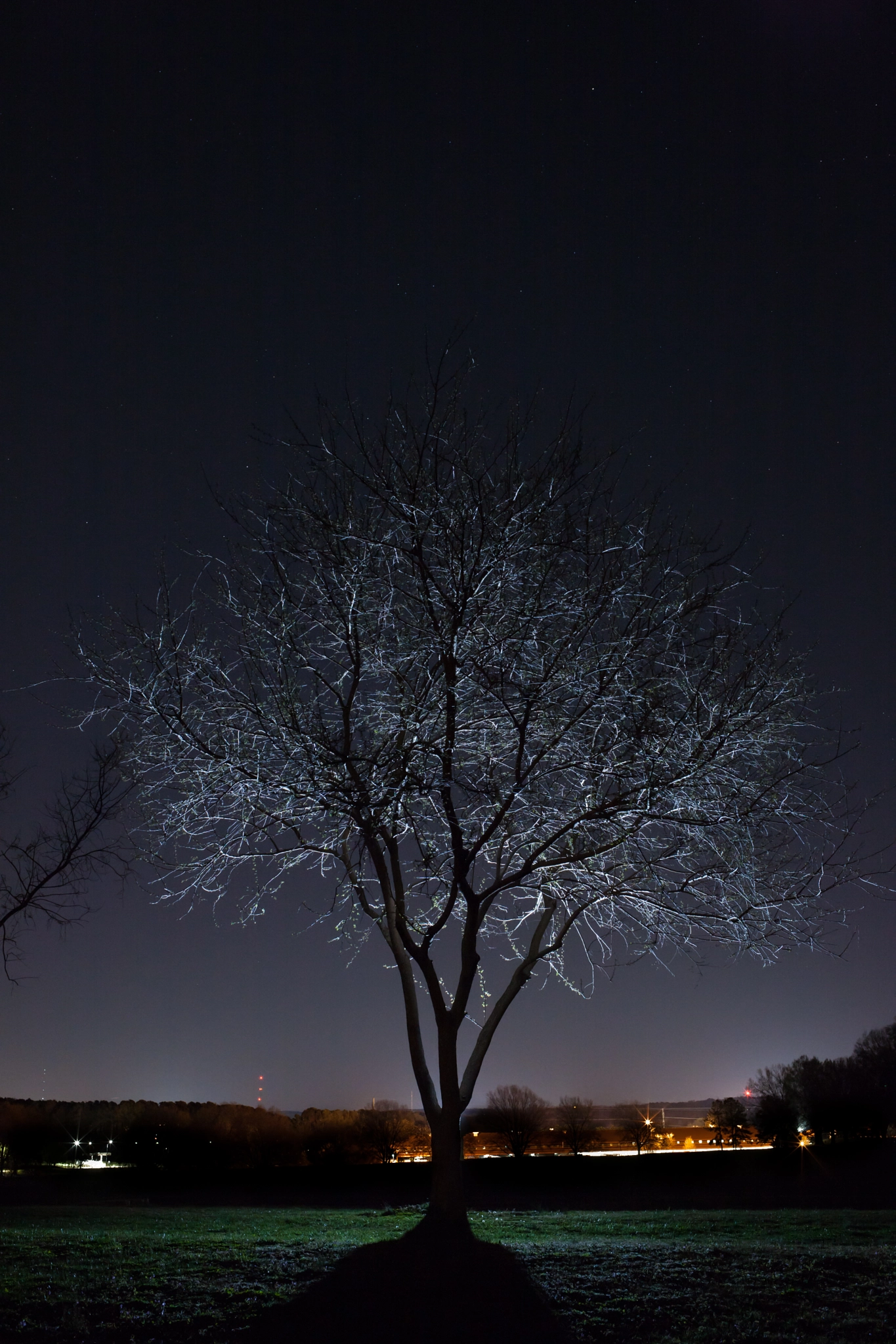 Canon EF 35mm F2 IS USM sample photo. Night tree photography