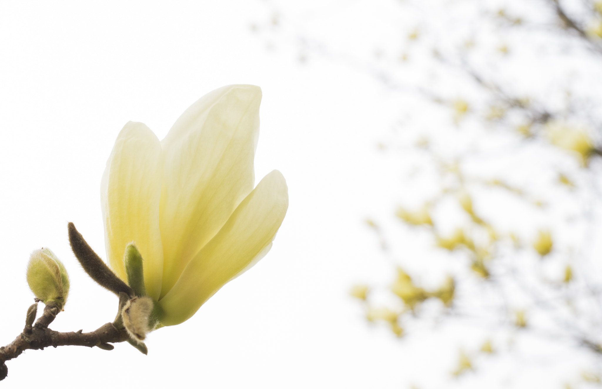 Nikon D810 + Sigma 50mm F1.4 DG HSM Art sample photo. 玉兰 photography