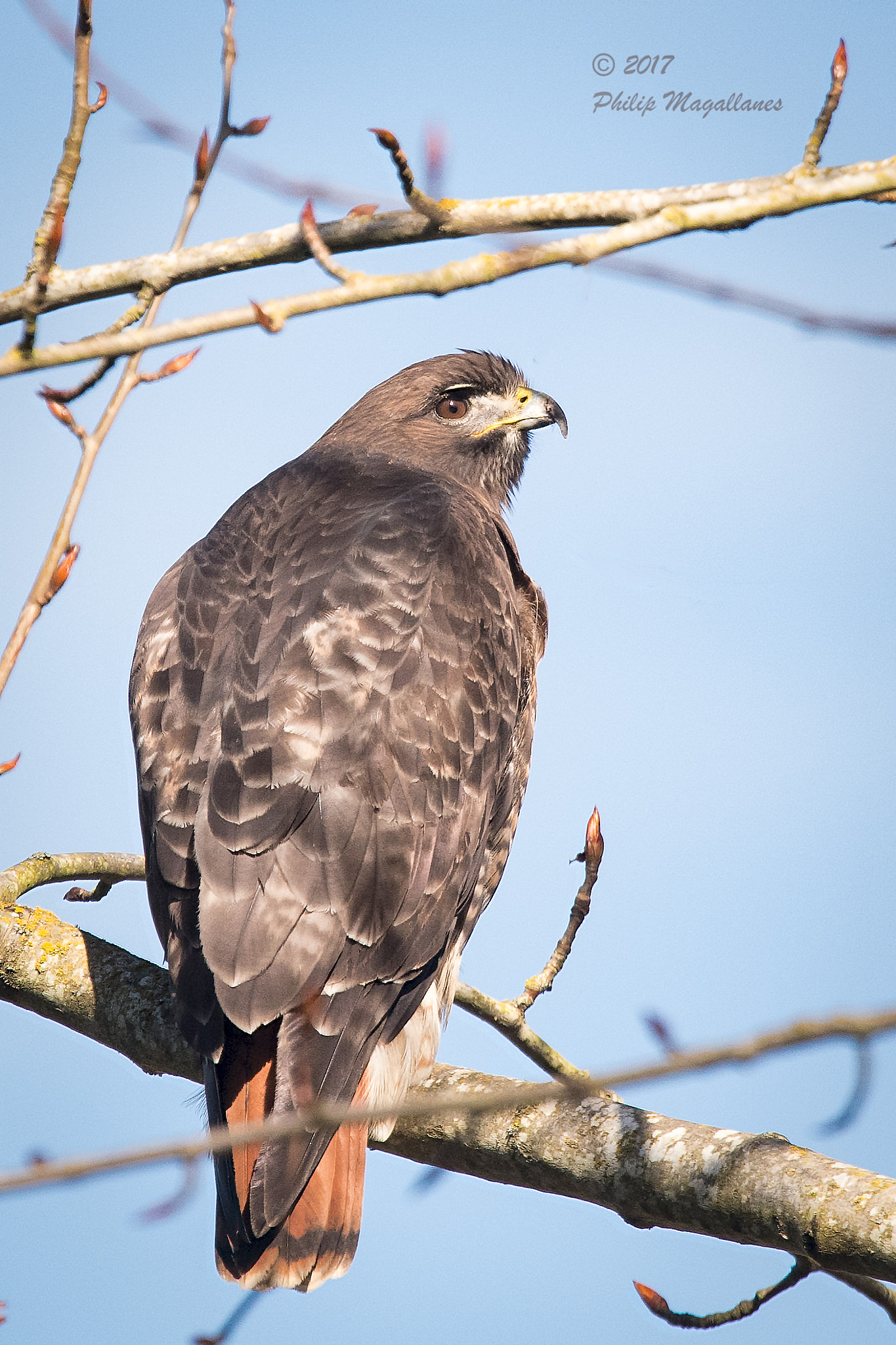 Nikon Nikkor AF-S 300mm F4E PF ED VR sample photo. Red tailed hawk perched photography