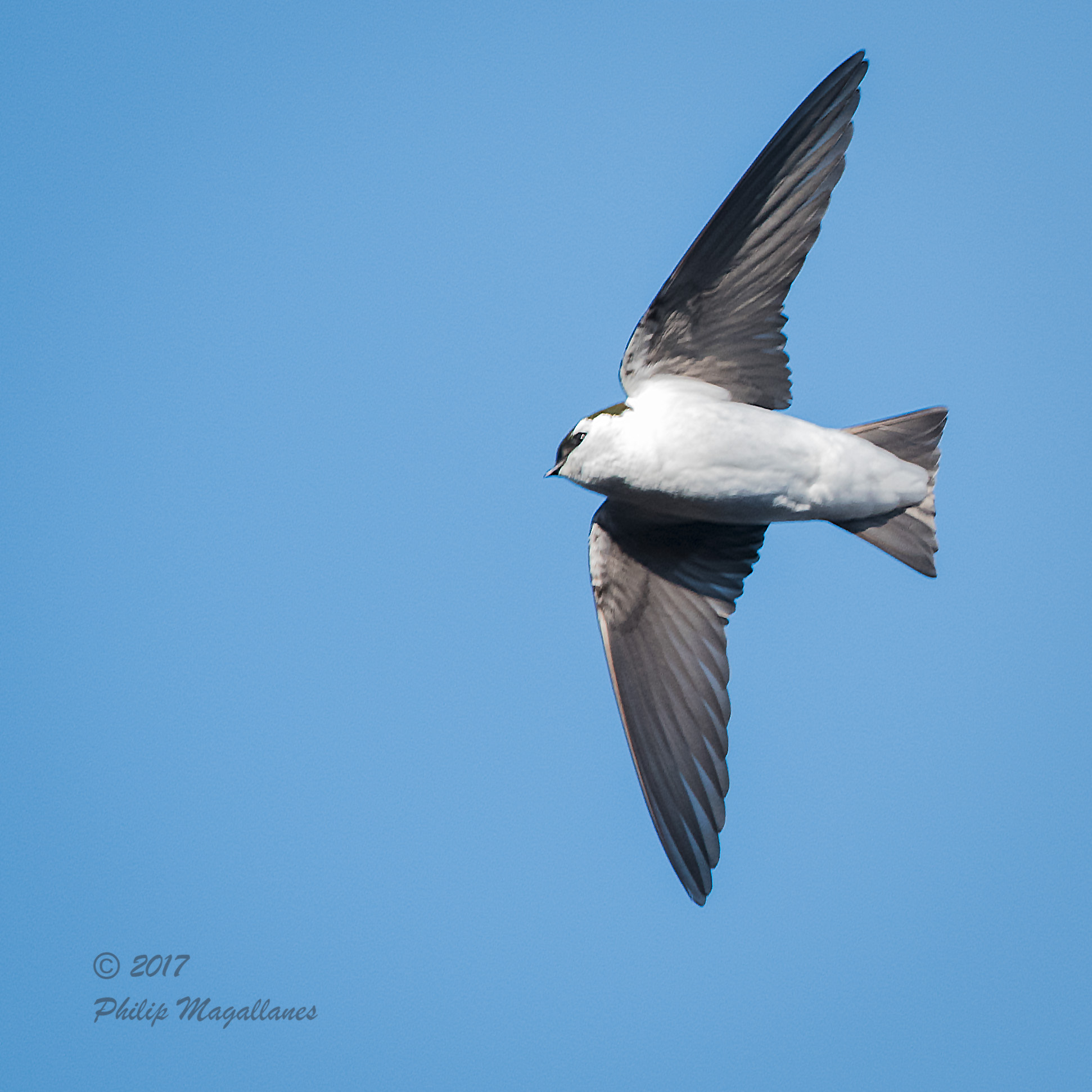 Nikon Nikkor AF-S 300mm F4E PF ED VR sample photo. Violet green swallow in flight photography