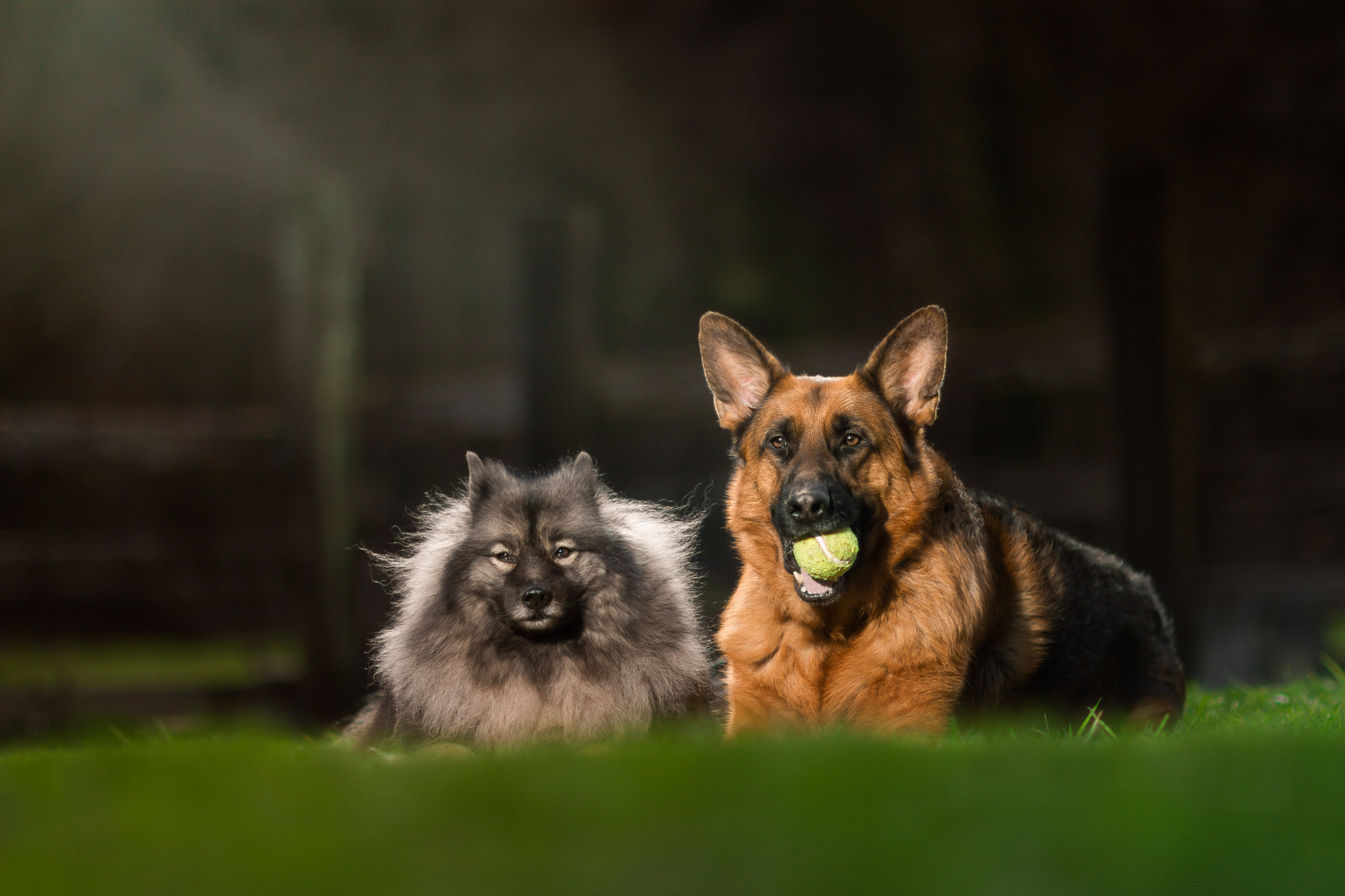 Canon EOS 7D + Canon EF 85mm F1.2L II USM sample photo. Mocha and paisan photography