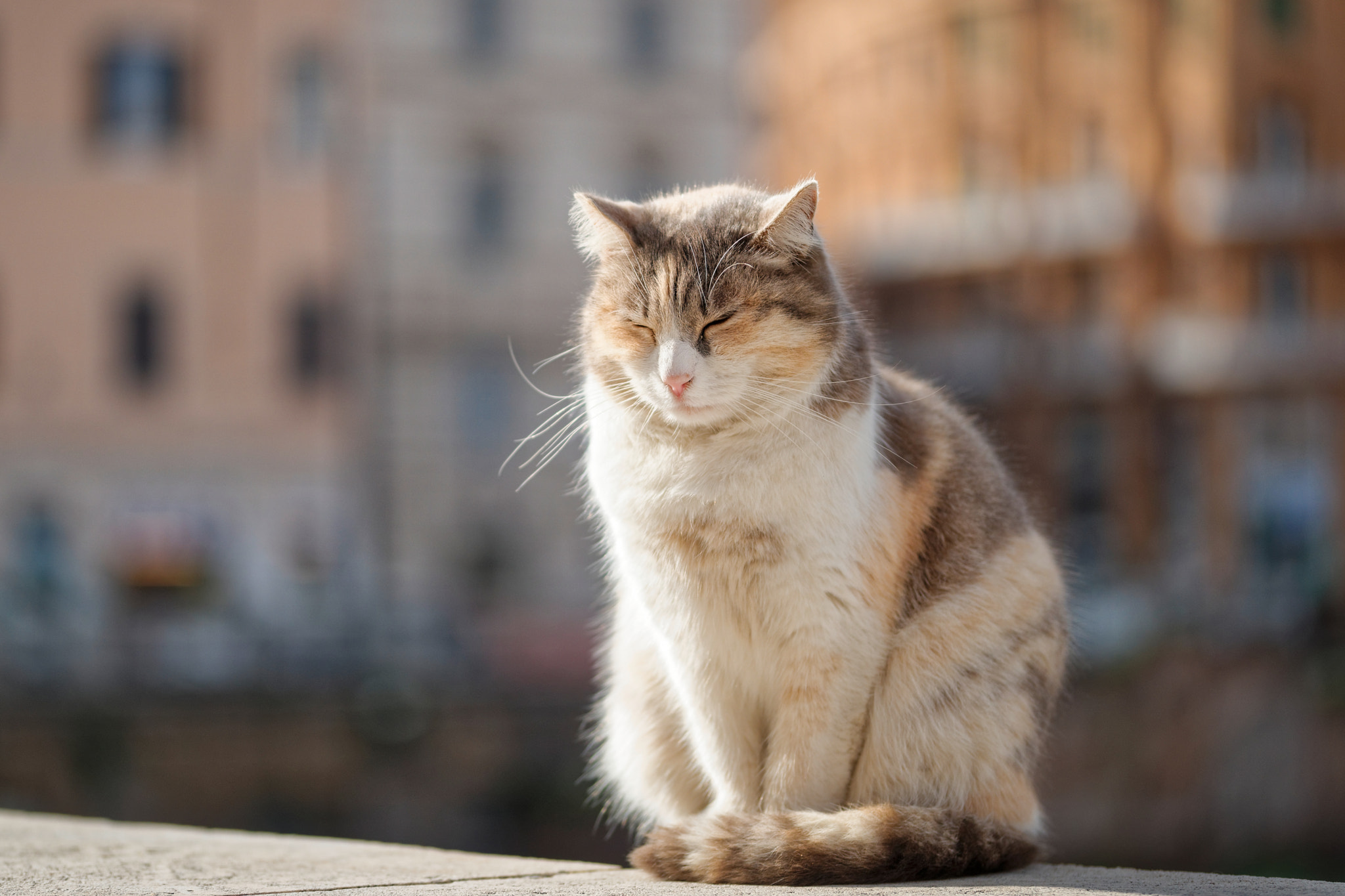 Sigma 105mm F2.8 EX DG OS HSM sample photo. Peaceful stray cat photography