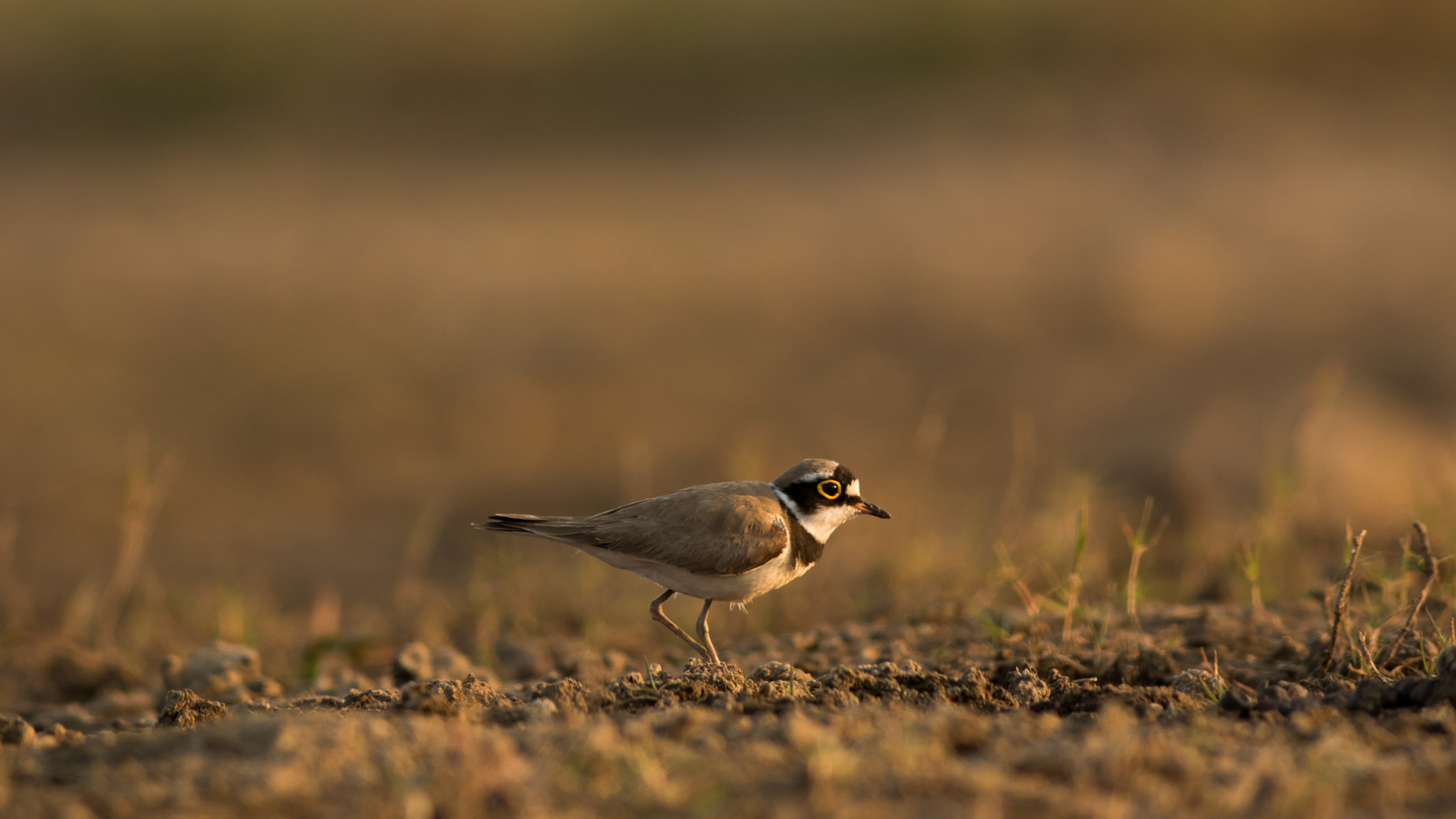 Canon EF 400mm F5.6L USM sample photo. Sandplover photography