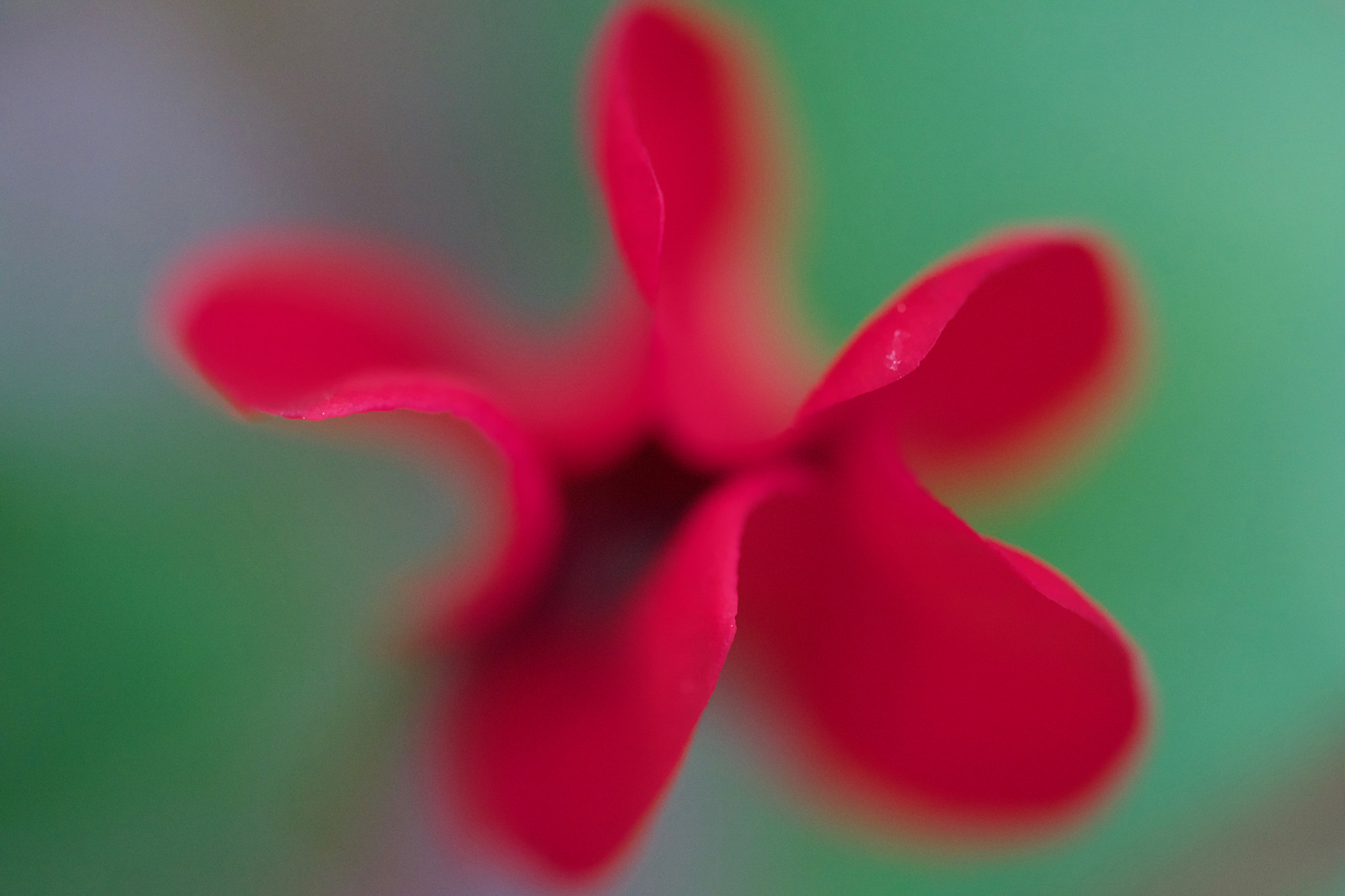 Sony FE 90mm F2.8 Macro G OSS sample photo. Formed by nature photography