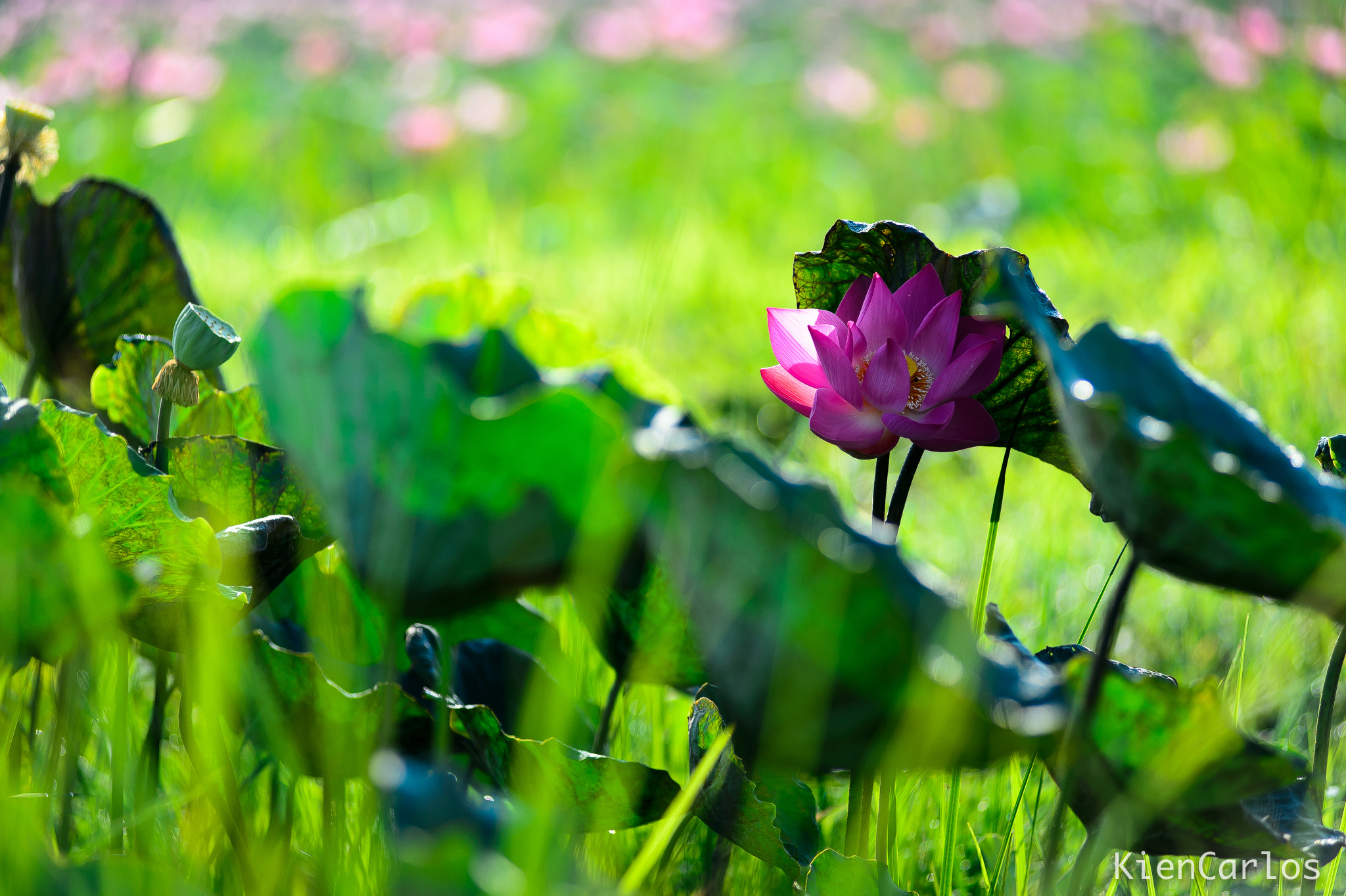 Nikon AF-Nikkor 80-200mm F2.8D ED sample photo