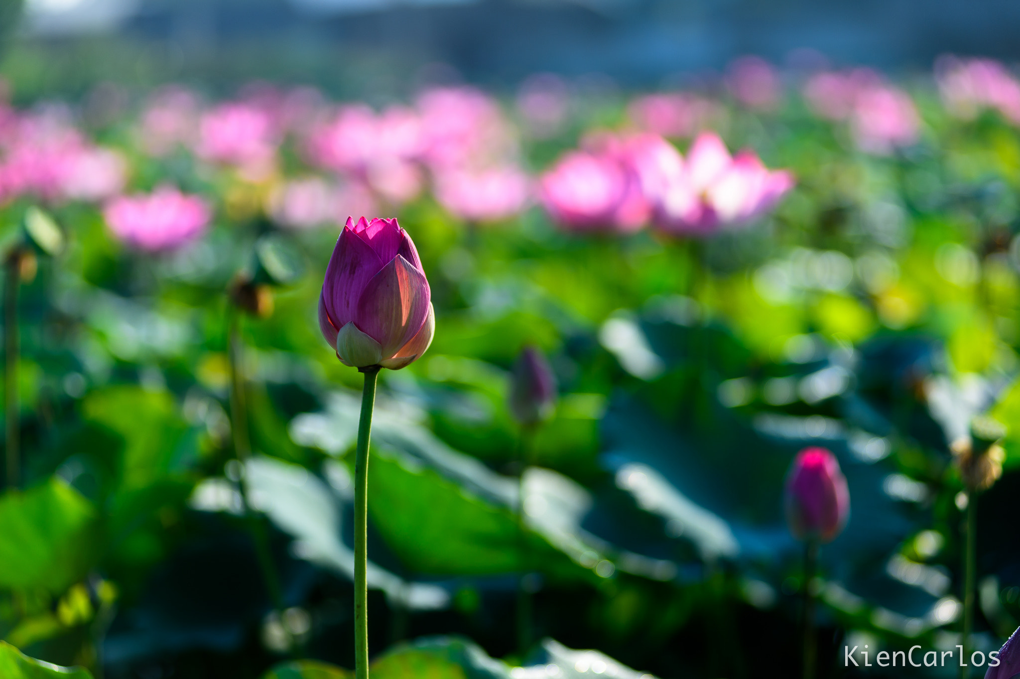 Nikon AF-Nikkor 80-200mm F2.8D ED sample photo