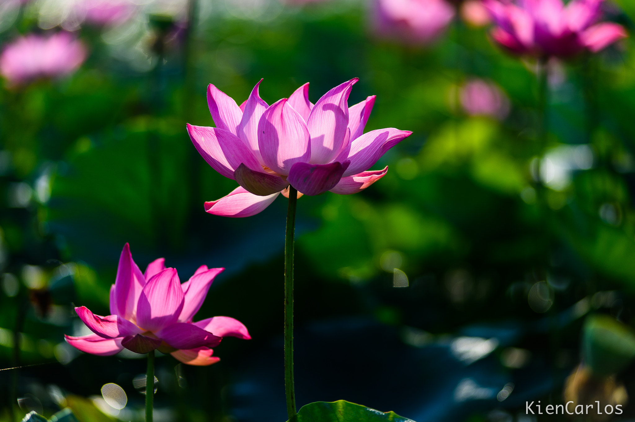 Nikon AF-Nikkor 80-200mm F2.8D ED sample photo