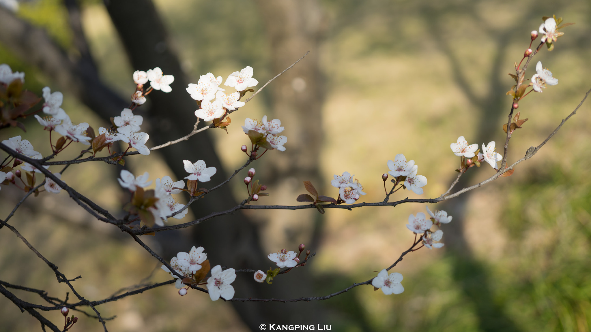 Sony a7 + Sony FE 50mm F2.8 Macro sample photo. Purple leaf plum #1 photography