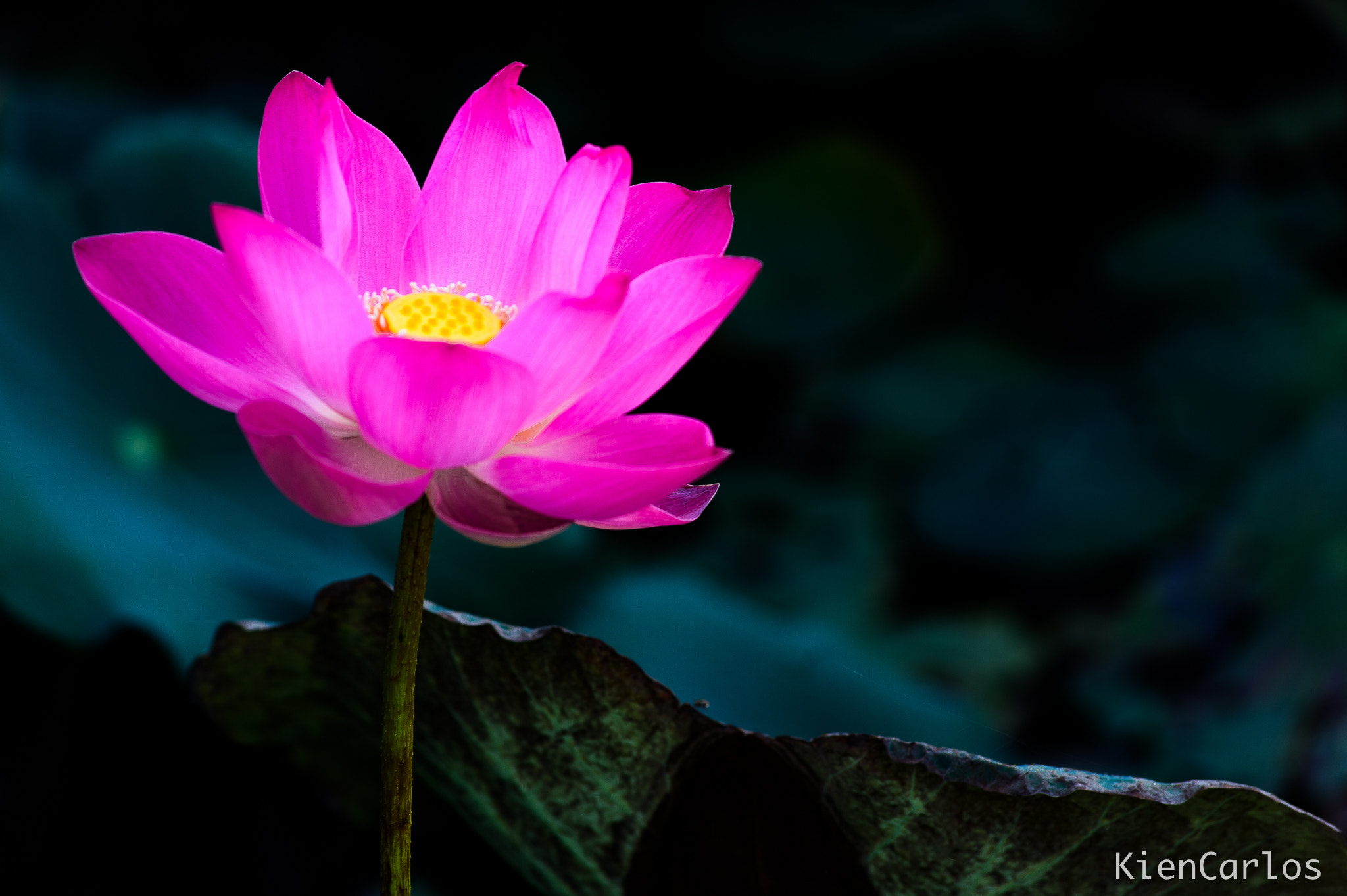 Nikon AF-Nikkor 80-200mm F2.8D ED sample photo