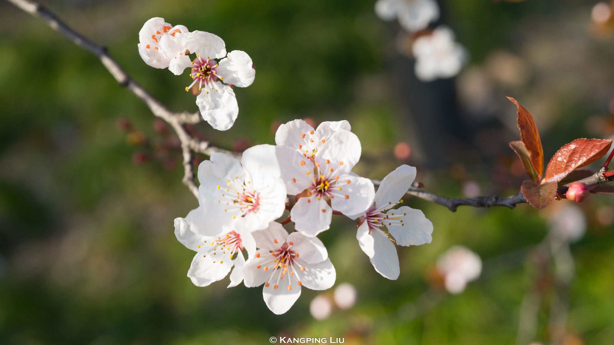 Sony a7 sample photo. Purple leaf plum #2 photography