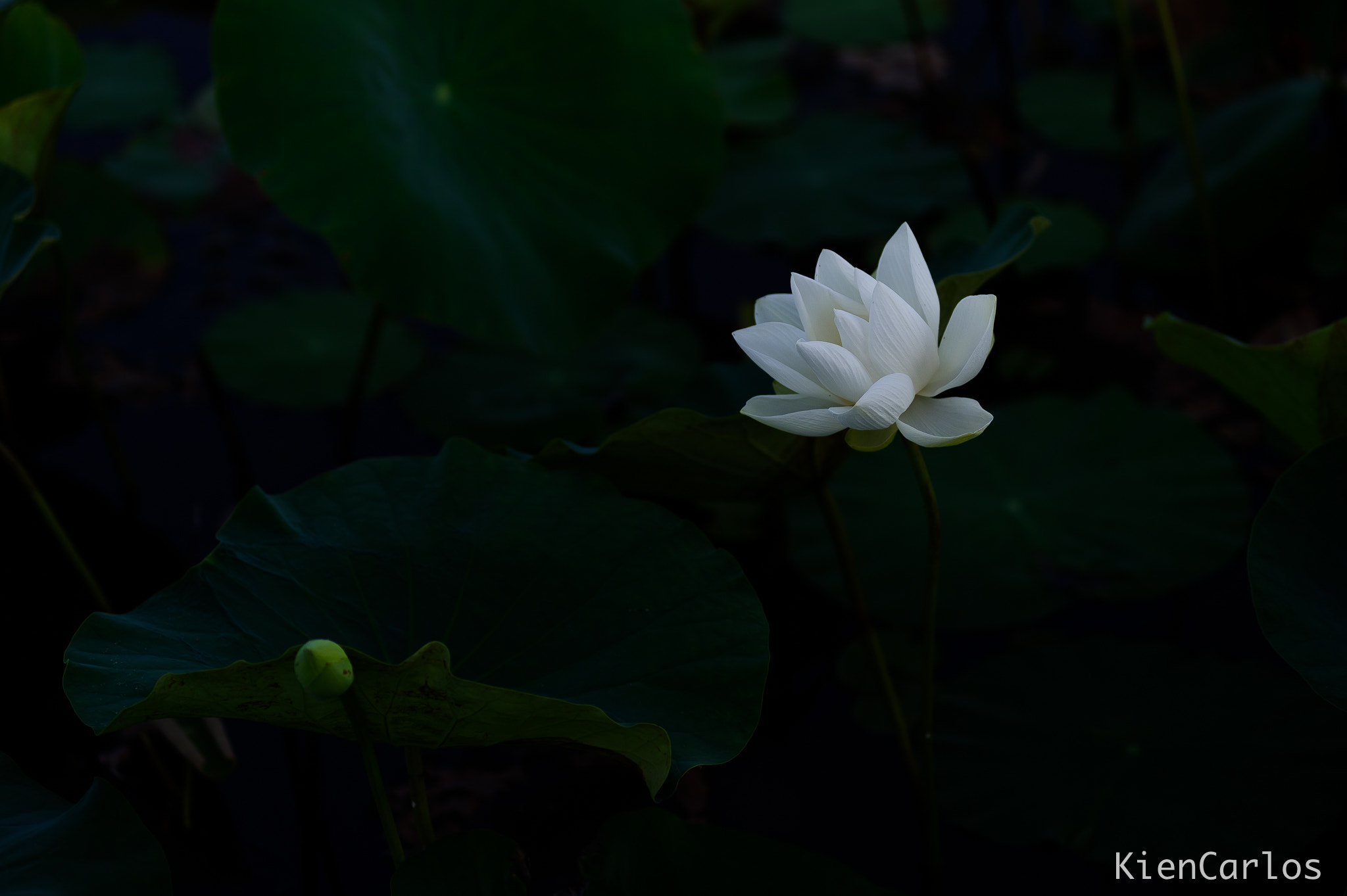 Nikon AF-Nikkor 80-200mm F2.8D ED sample photo