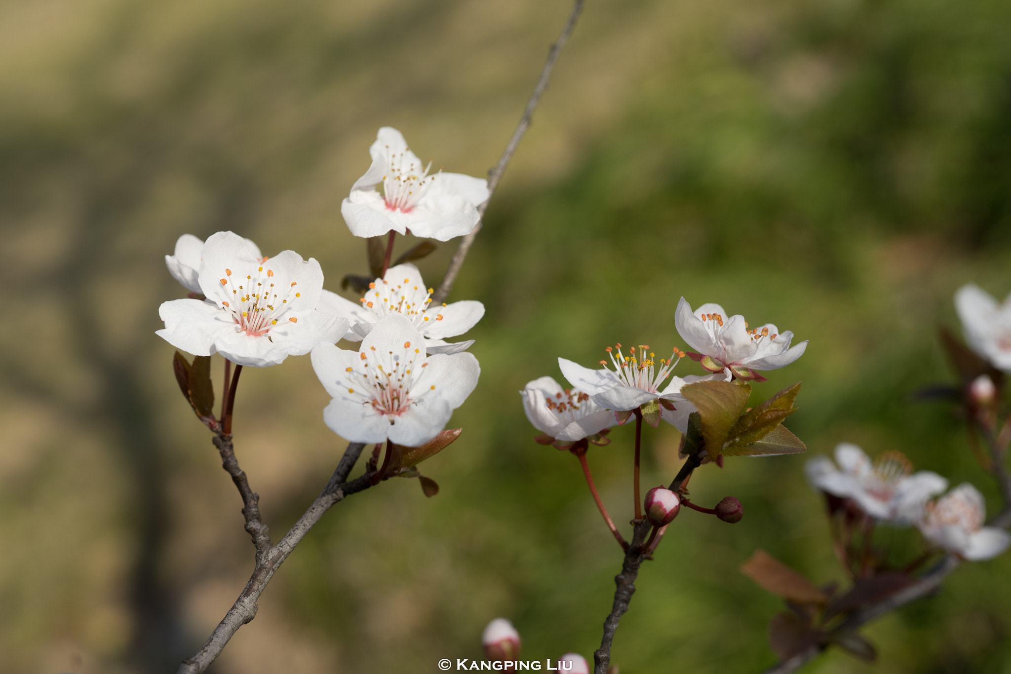 Sony a7 + Sony FE 50mm F2.8 Macro sample photo. Purple leaf plum #3 photography