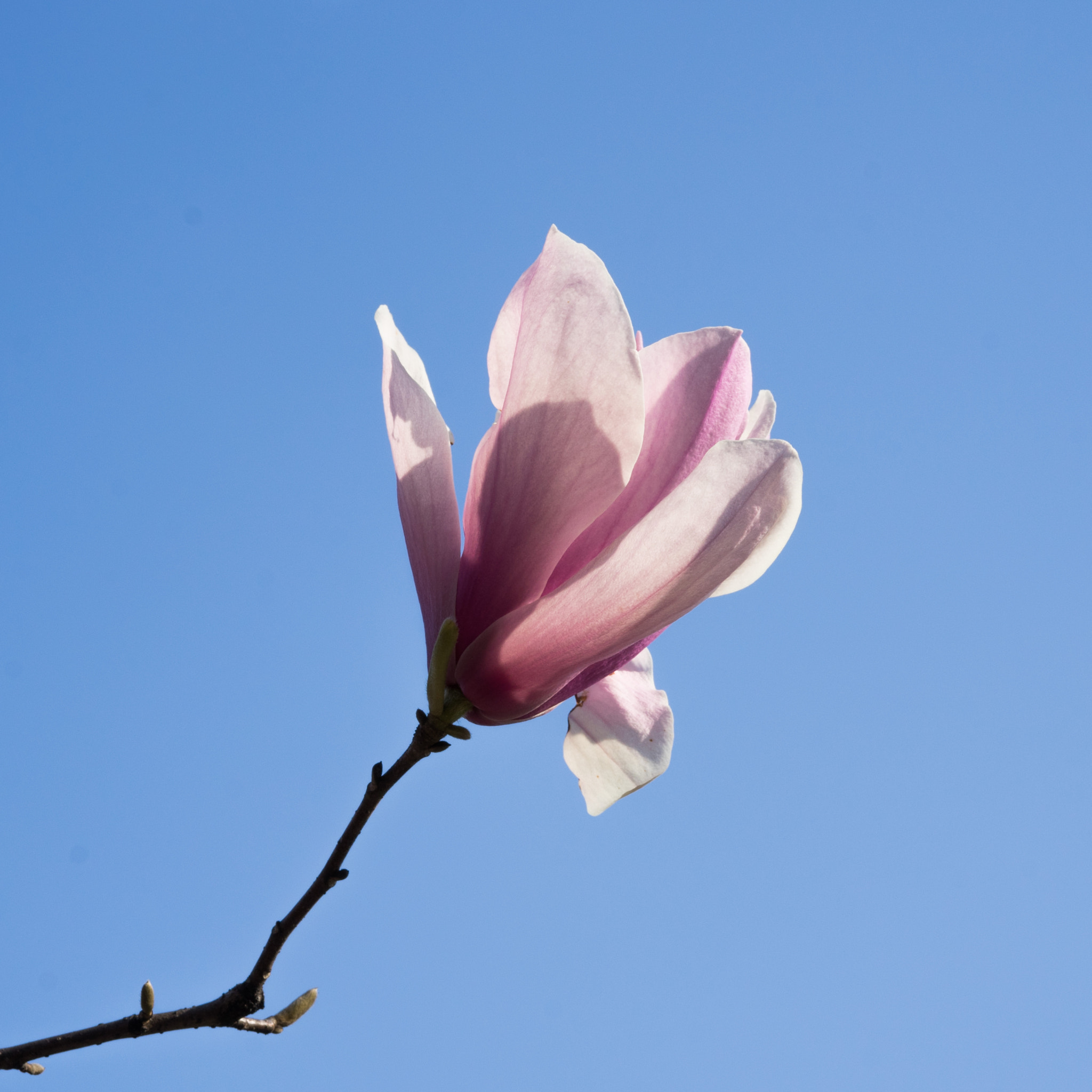 Sony a7 + Sony FE 50mm F2.8 Macro sample photo. Magnolia #1 photography