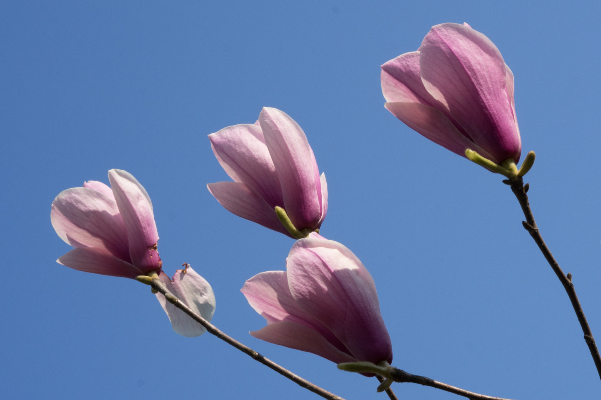 Sony a7 + Sony FE 50mm F2.8 Macro sample photo. Magnolia #2 photography