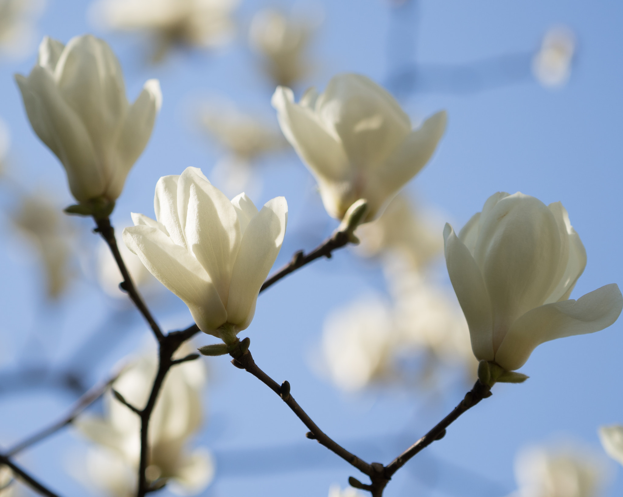 Sony a7 + Sony FE 70-200mm F4 G OSS sample photo. Magnolia #4 photography