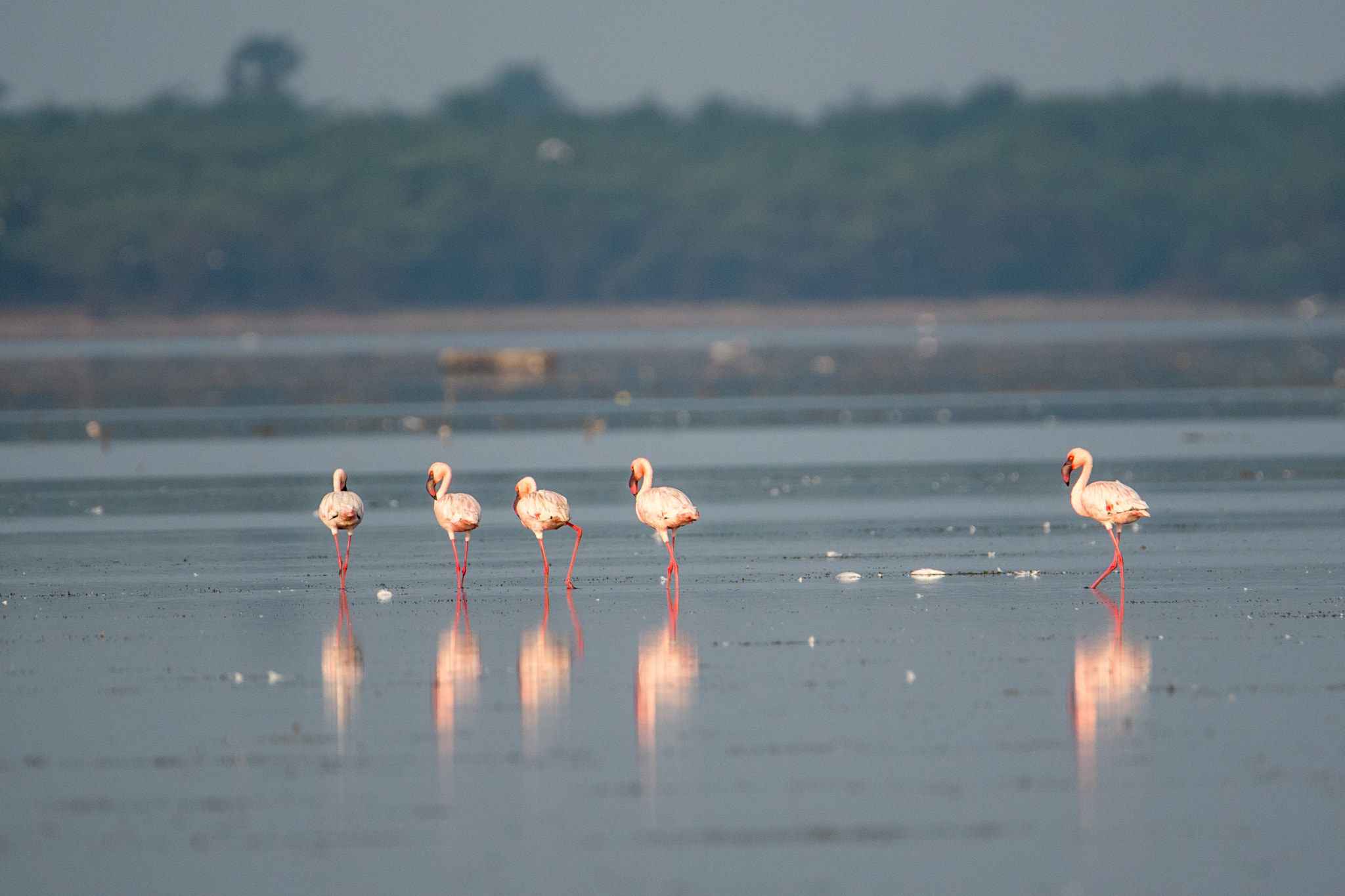Nikon D750 sample photo. Lesser flamingos photography