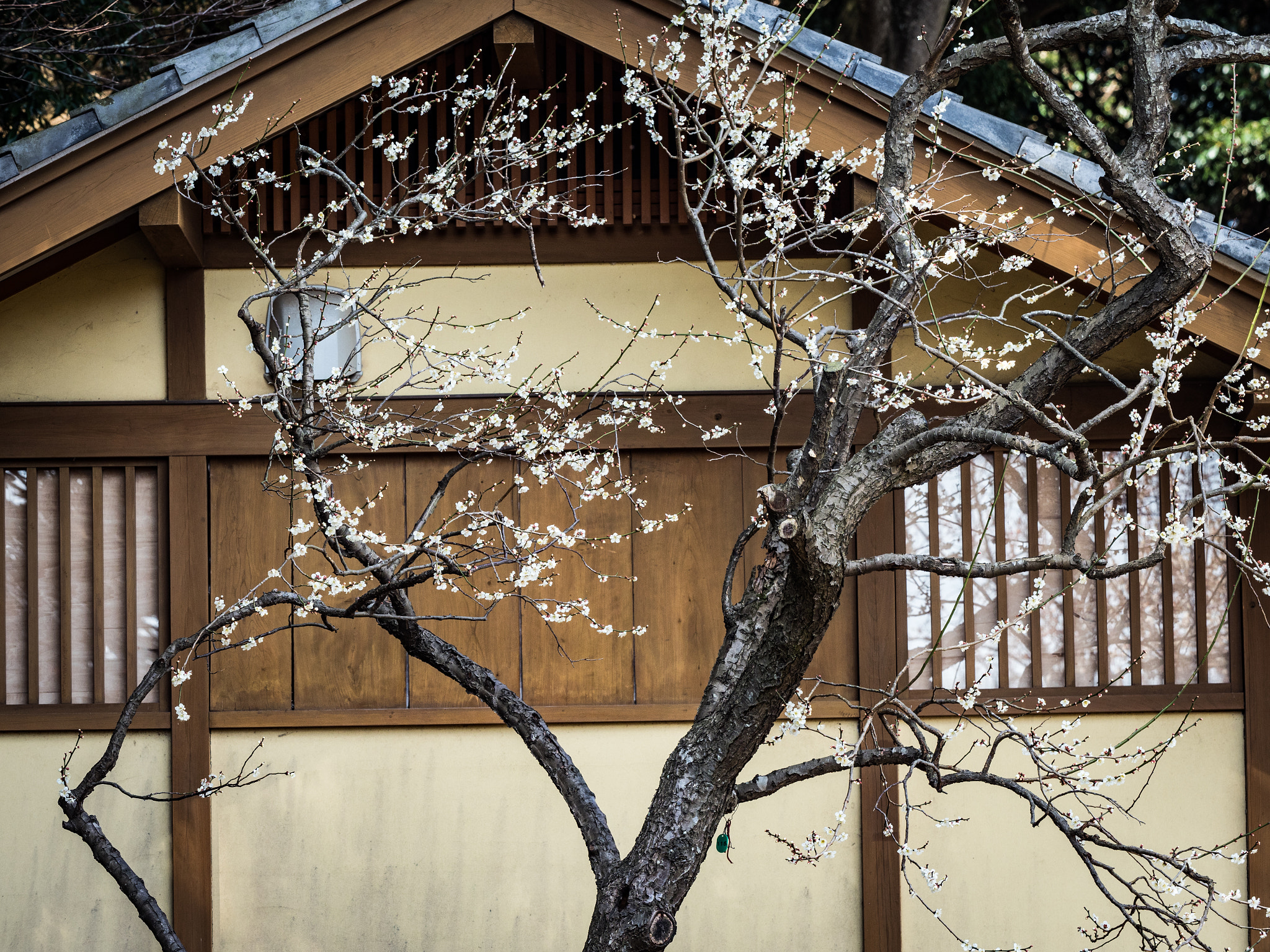 Olympus OM-D E-M1 Mark II + Olympus M.Zuiko Digital ED 40-150mm F2.8 Pro sample photo. Ume photography