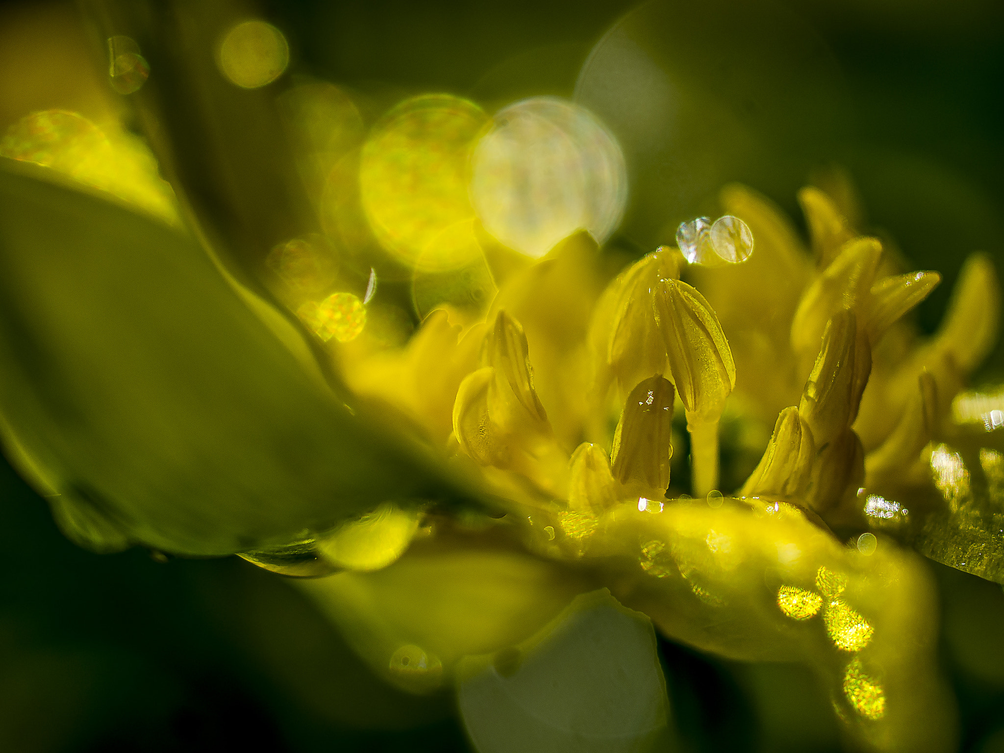 Olympus OM-D E-M5 sample photo. Kinpoge is beginning to bloom photography