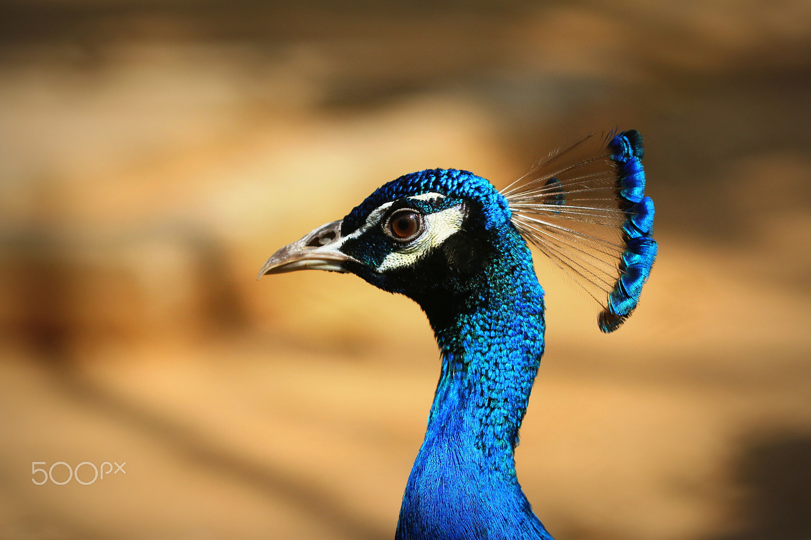 Canon EF 100mm F2.8 Macro USM sample photo. Peacock portrait photography