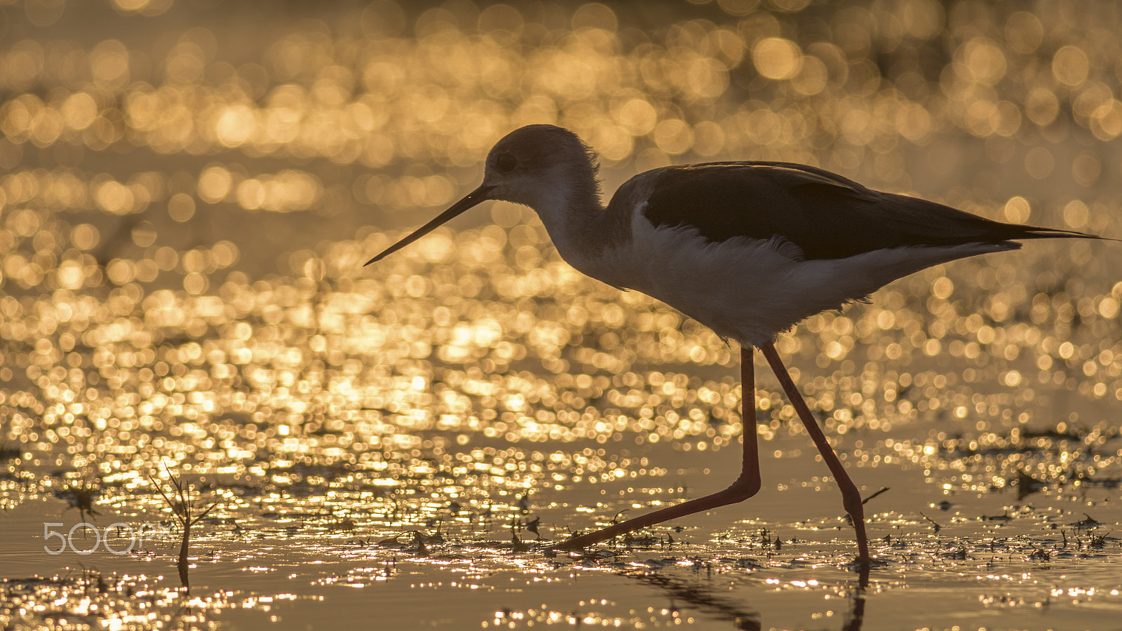 Nikon D7100 + Nikon AF-S Nikkor 300mm F4D ED-IF sample photo. Black-winged stilt (himantopus himantopus) photography