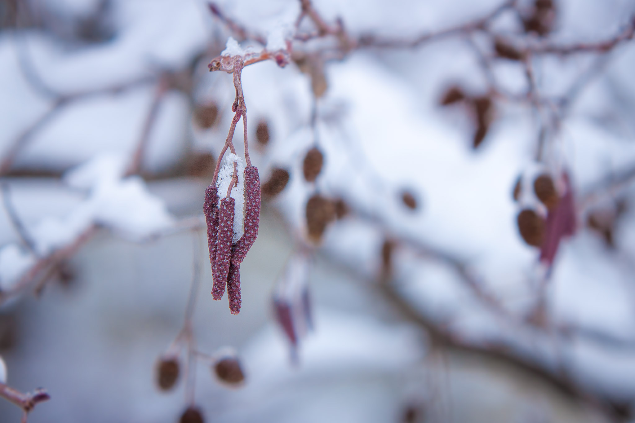Canon EF 70-200mm F2.8L IS USM sample photo. Goodby winter photography