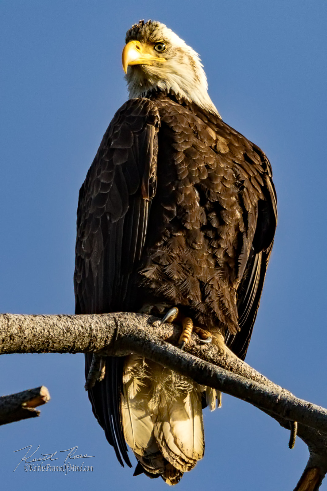 Canon EOS 7D Mark II sample photo. Bald eagle- almost mature photography