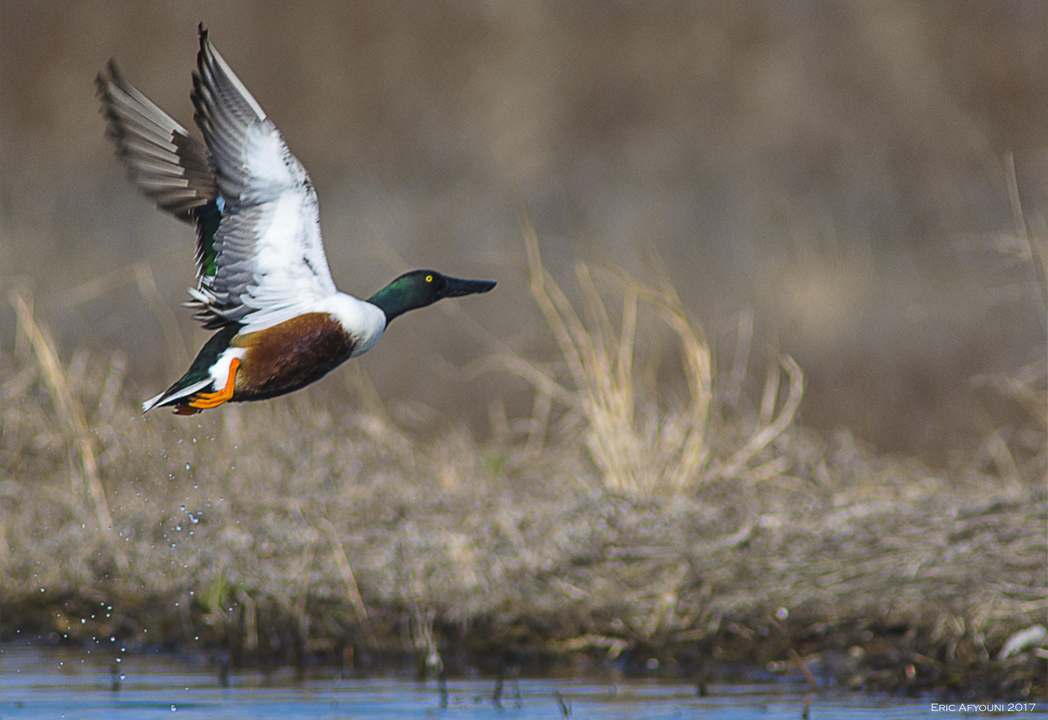 Nikon AF-S Nikkor 300mm F2.8G ED VR II sample photo. Northern shoveler in flight photography